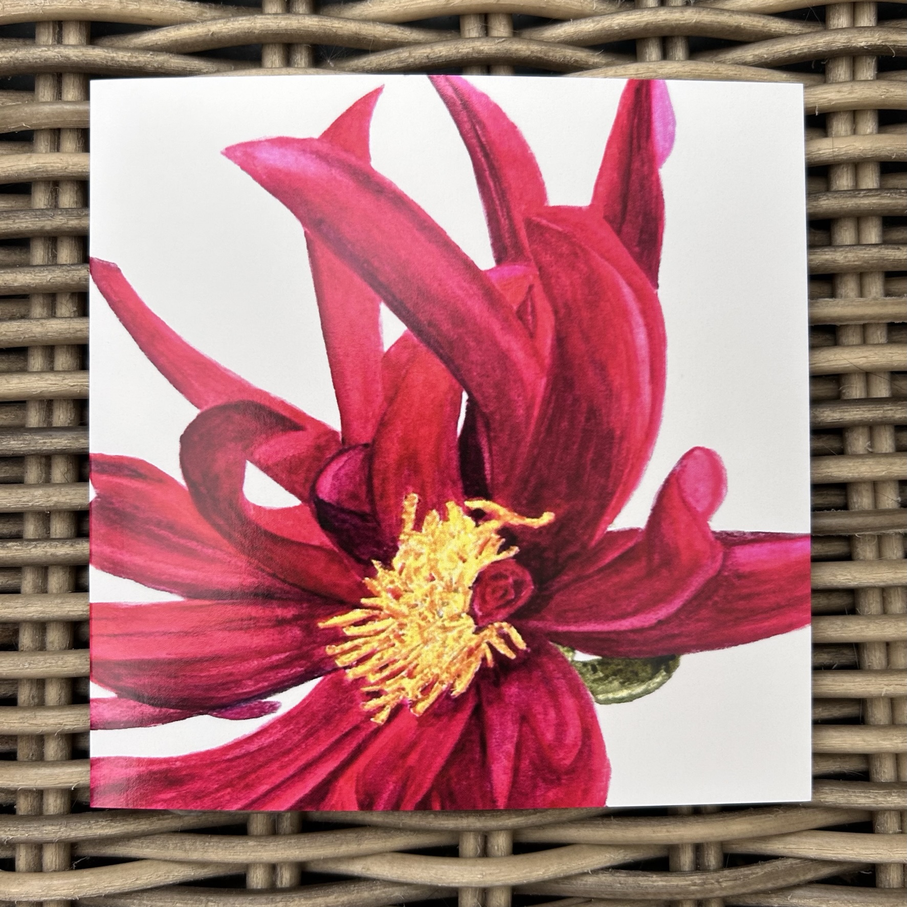 Dahlia (Close Up)