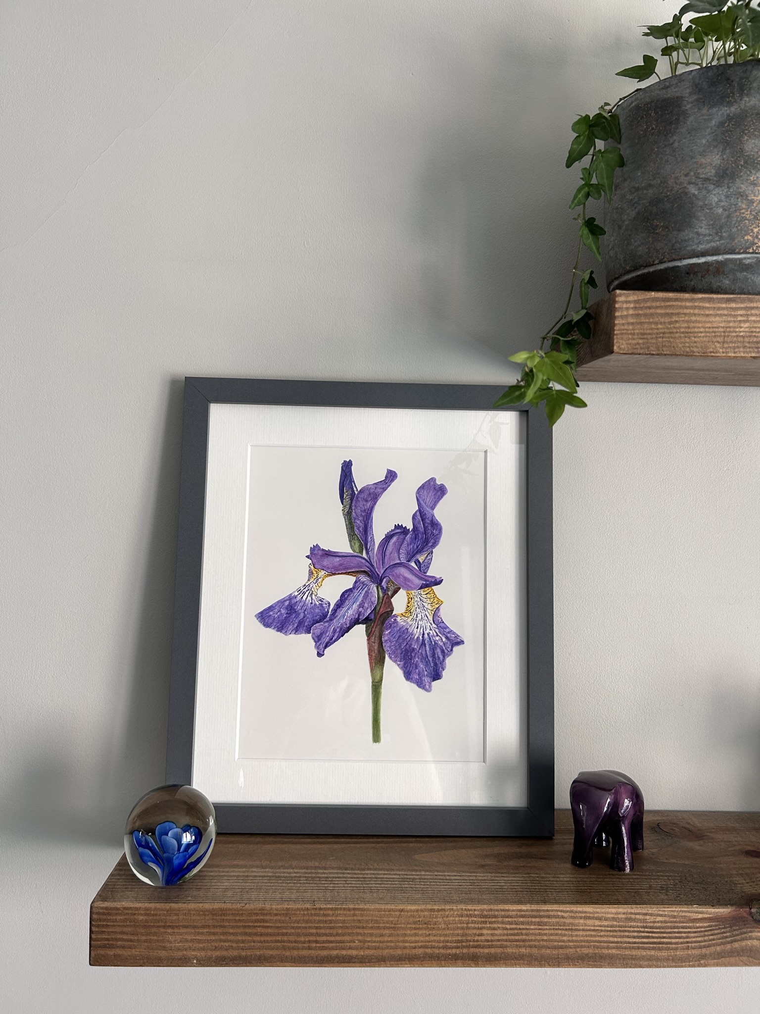 Garden Iris