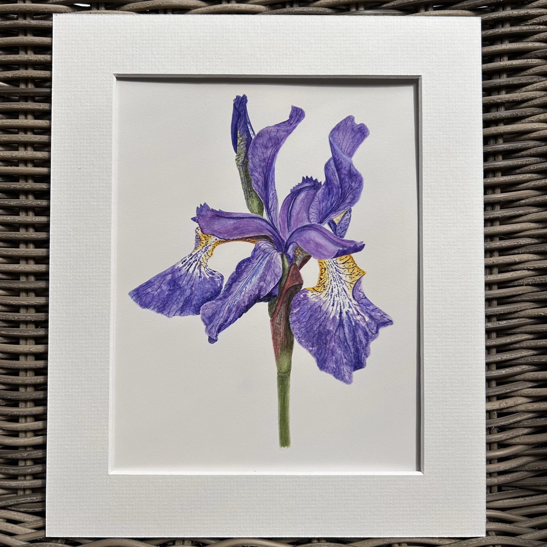Garden Iris