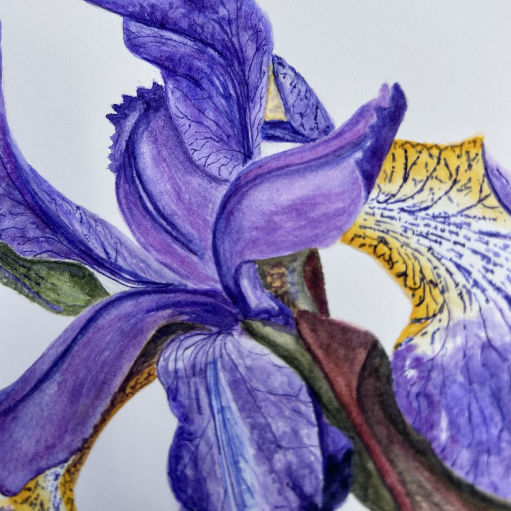 Garden Iris