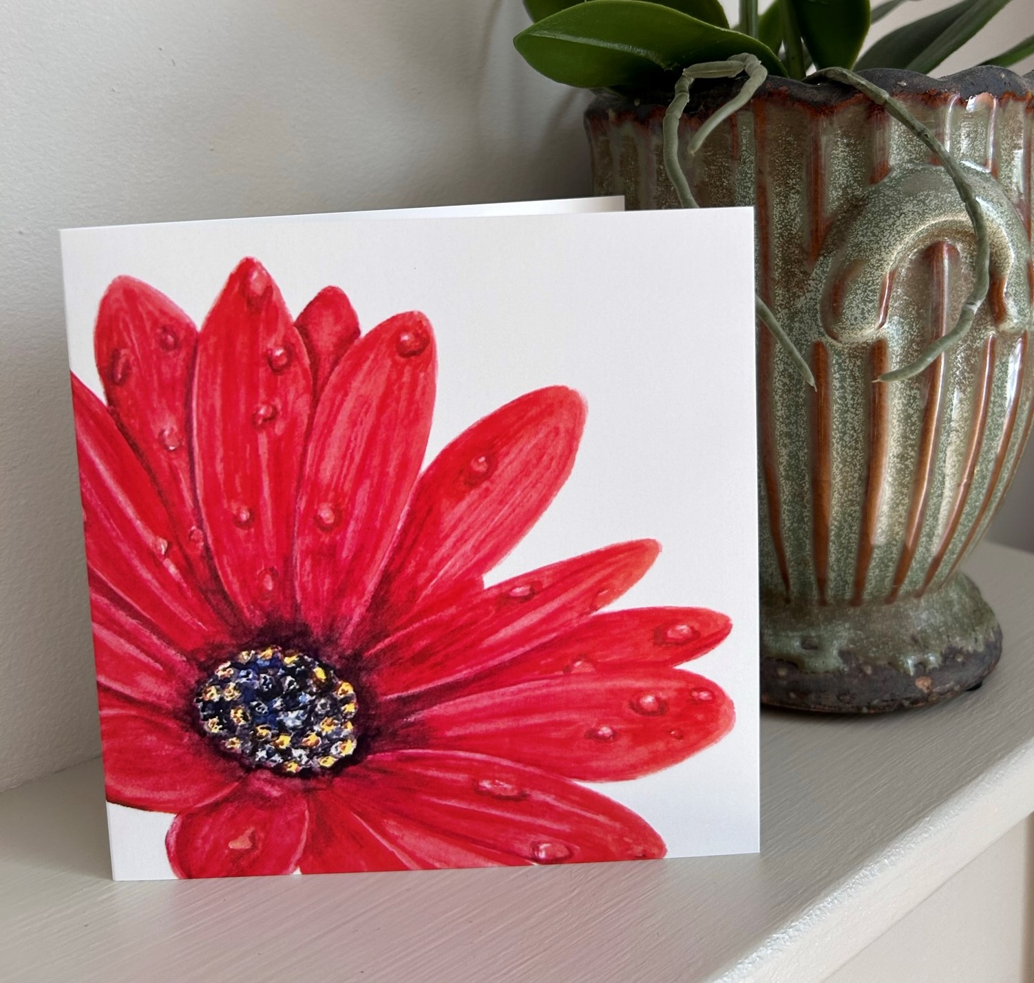 Red African Daisy (Close Up)