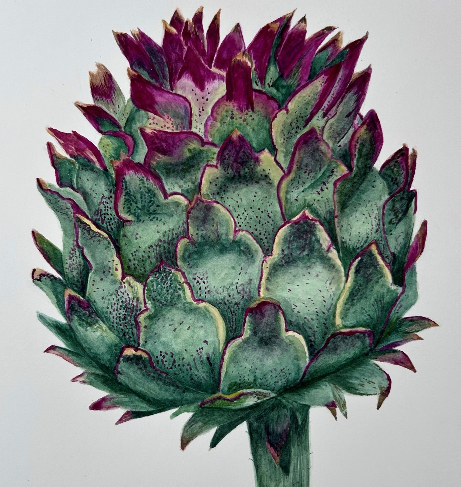 Thistle Artichoke