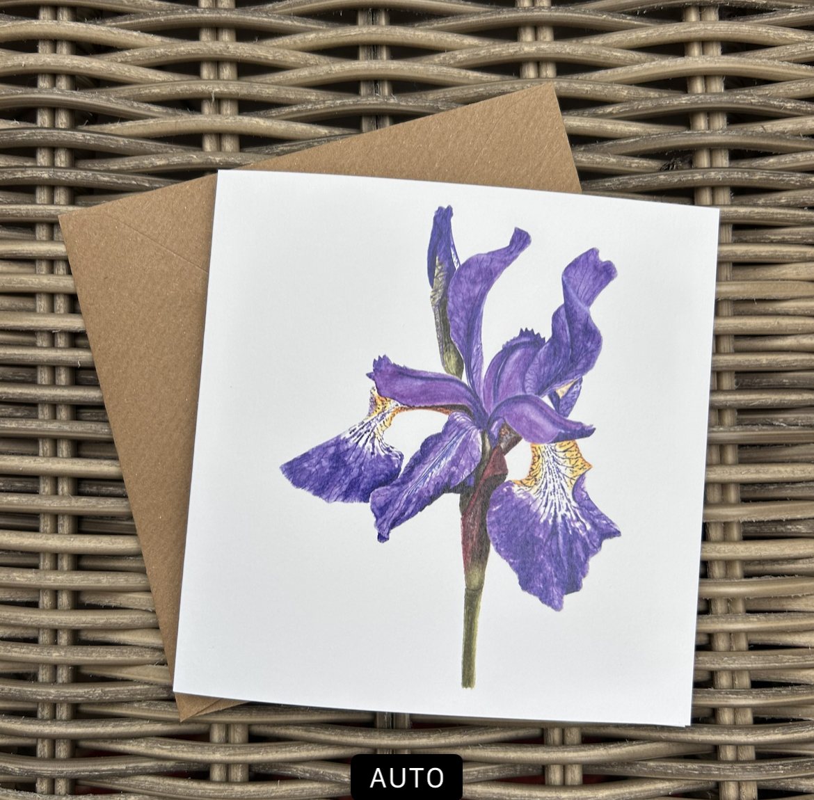 Garden Iris