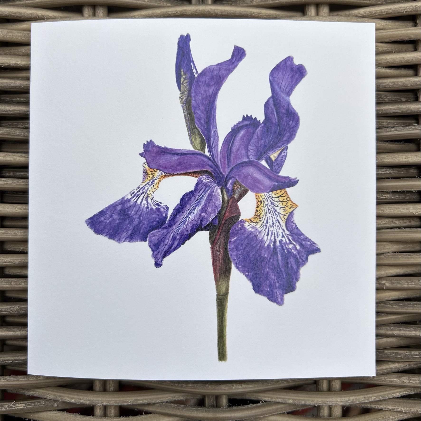 Garden Iris