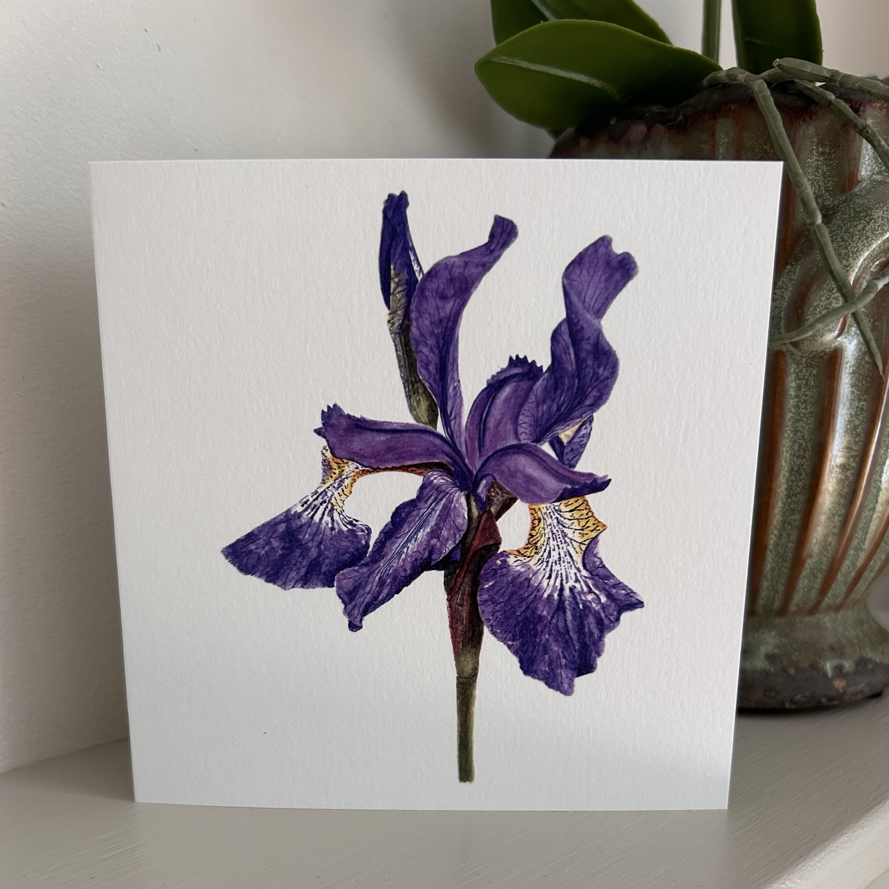 Garden Iris
