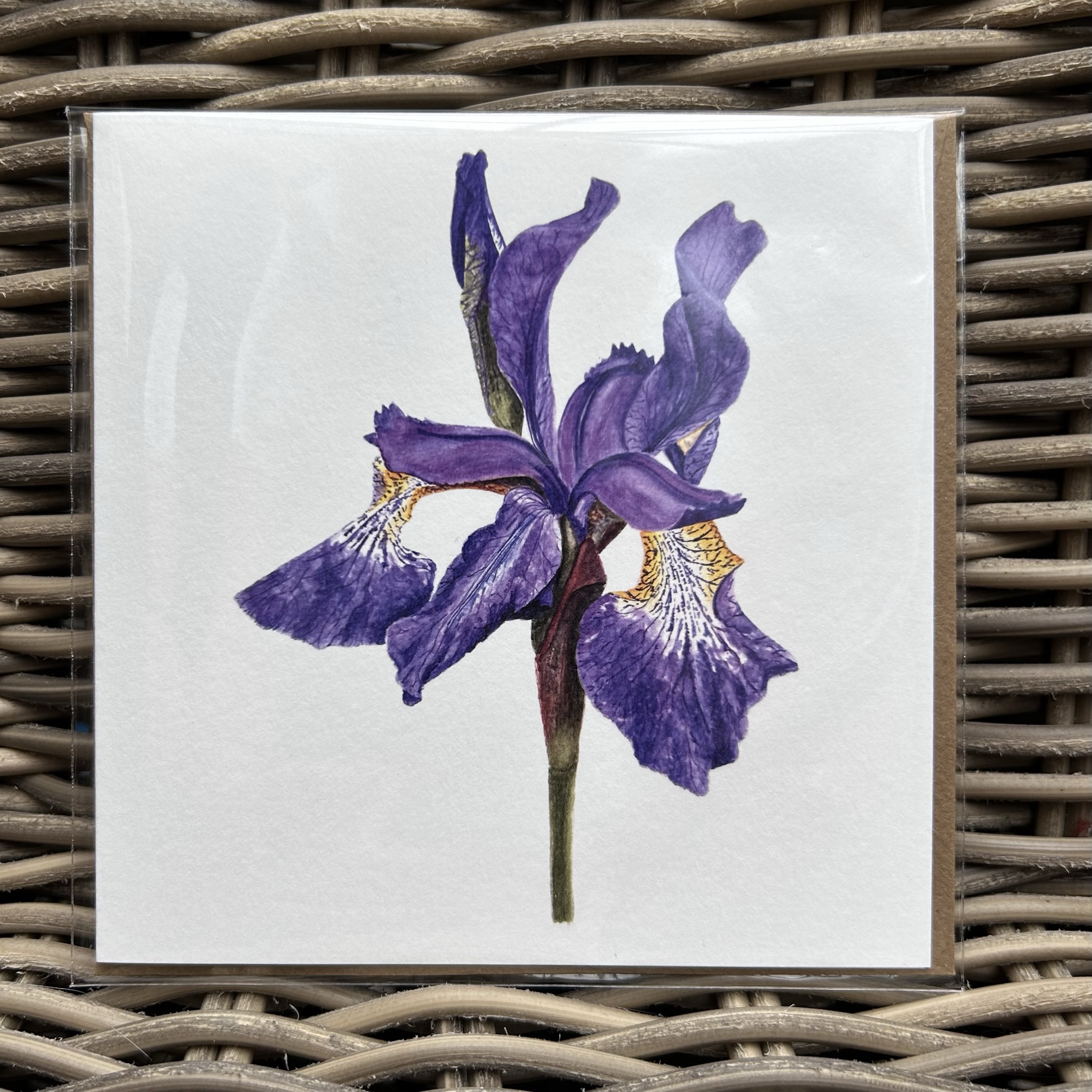 Garden Iris