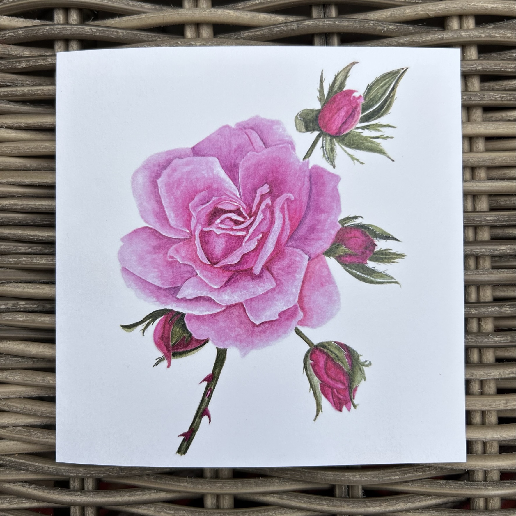 Wisley Rose