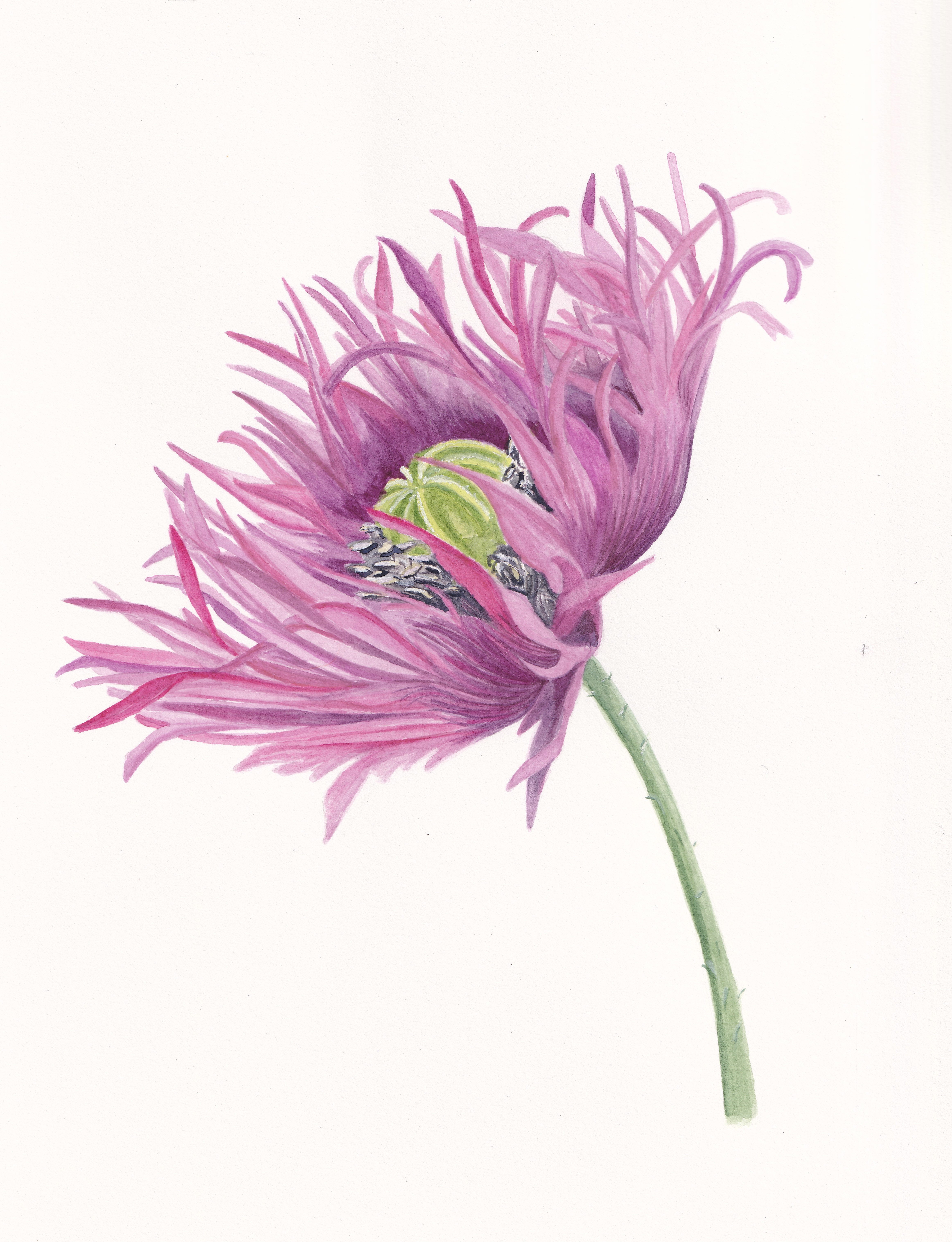Oriental Poppy