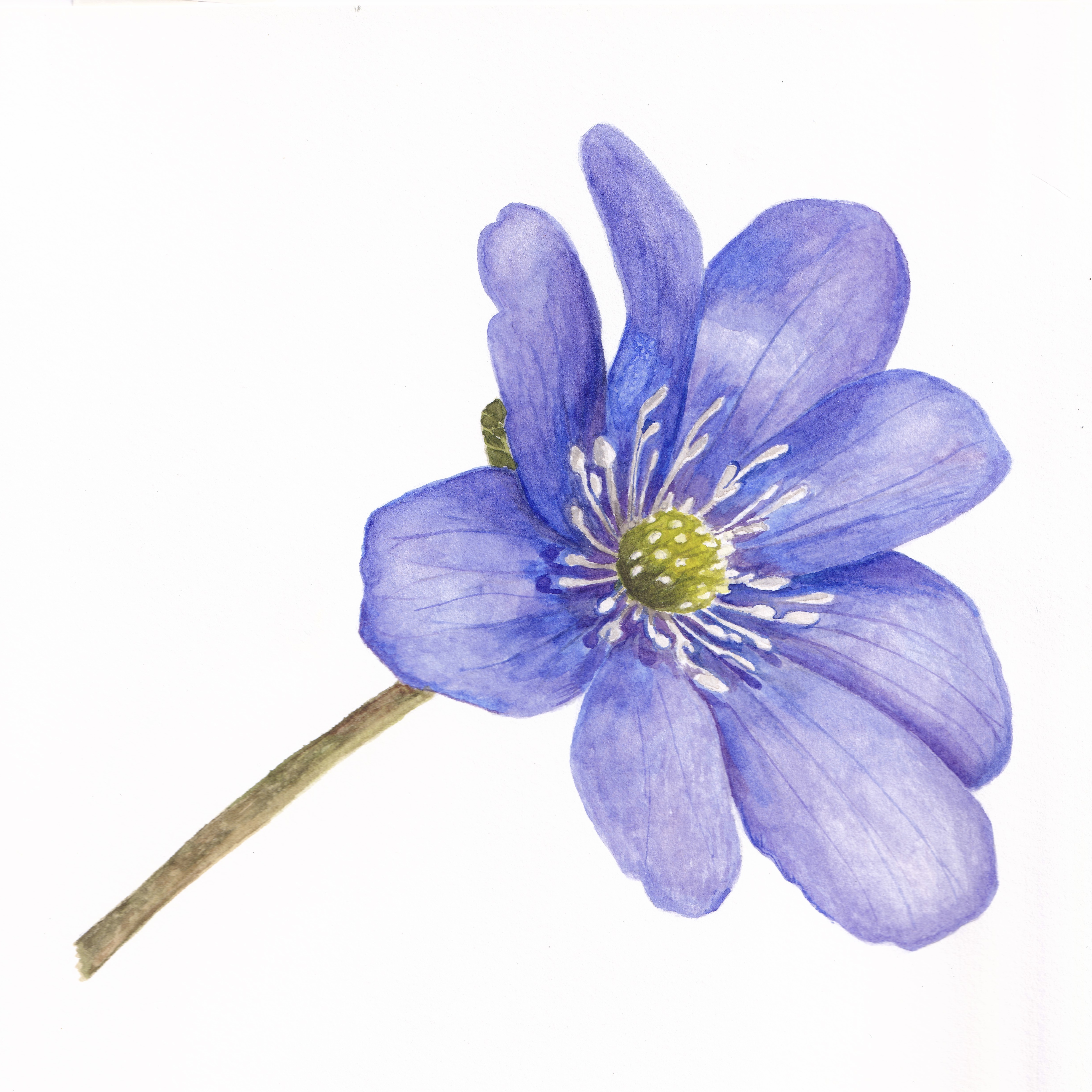 Anemone Hepatica