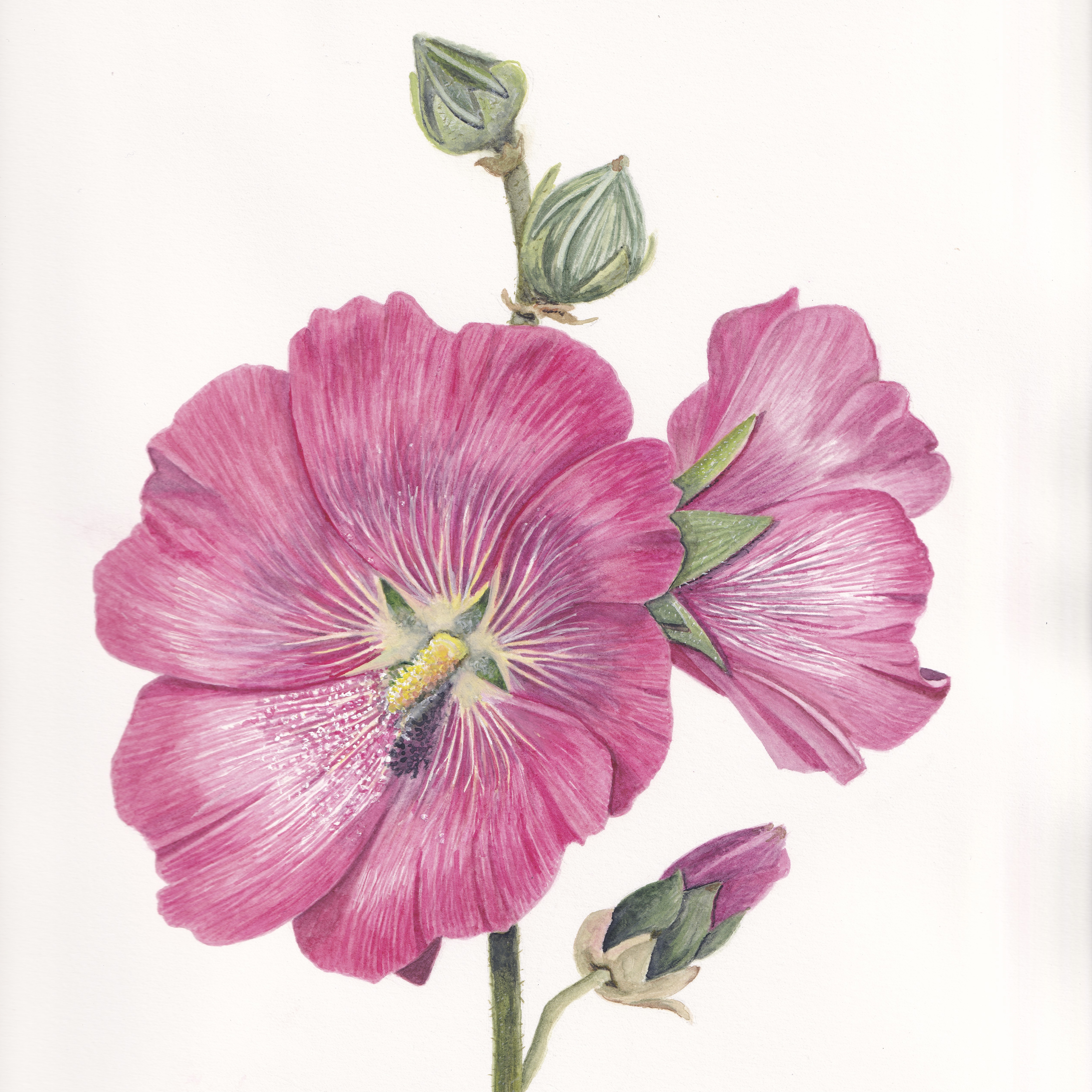 East Meon Hollyhock