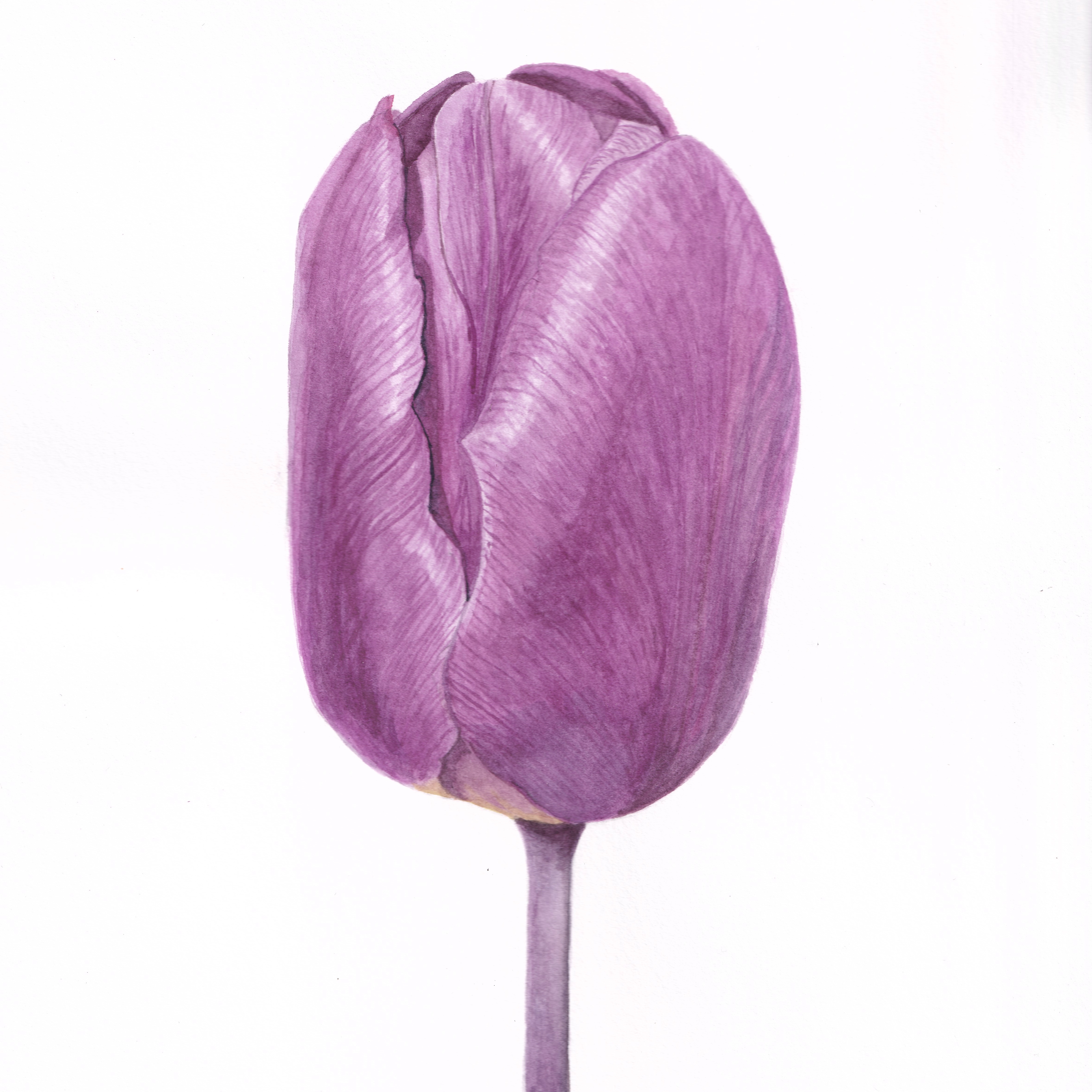 Purple Tulip II