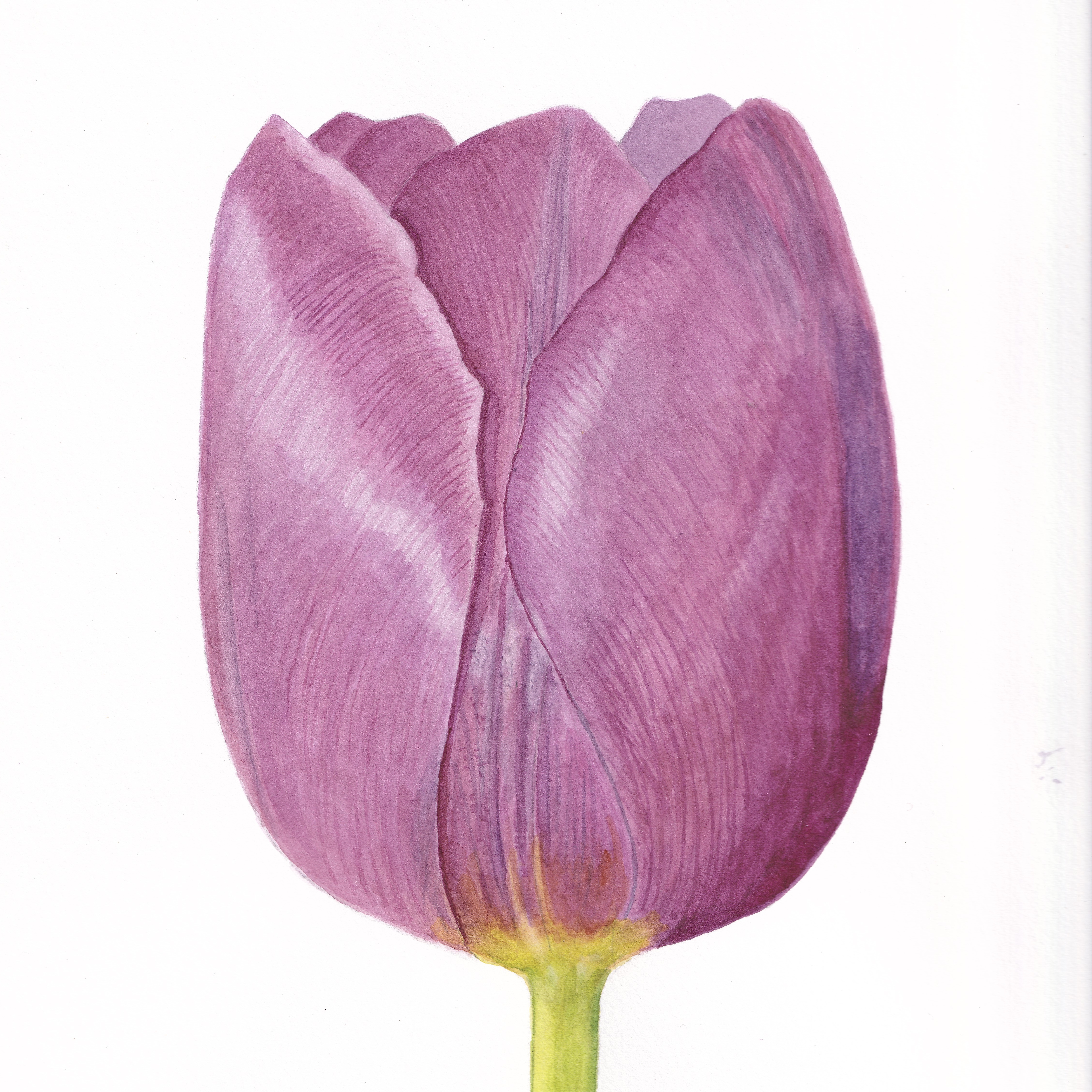 Purple Tulip I