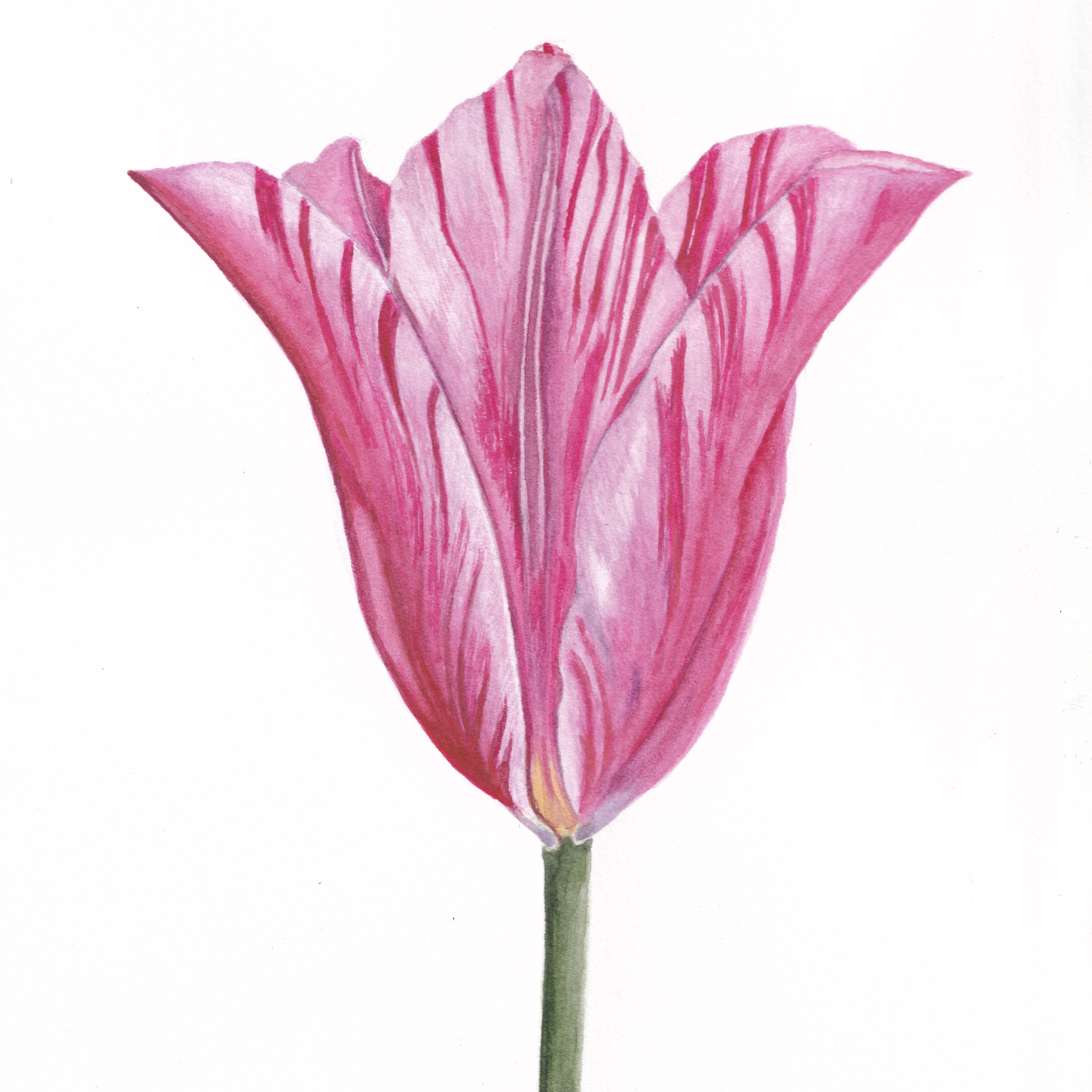 China Pink Tulip