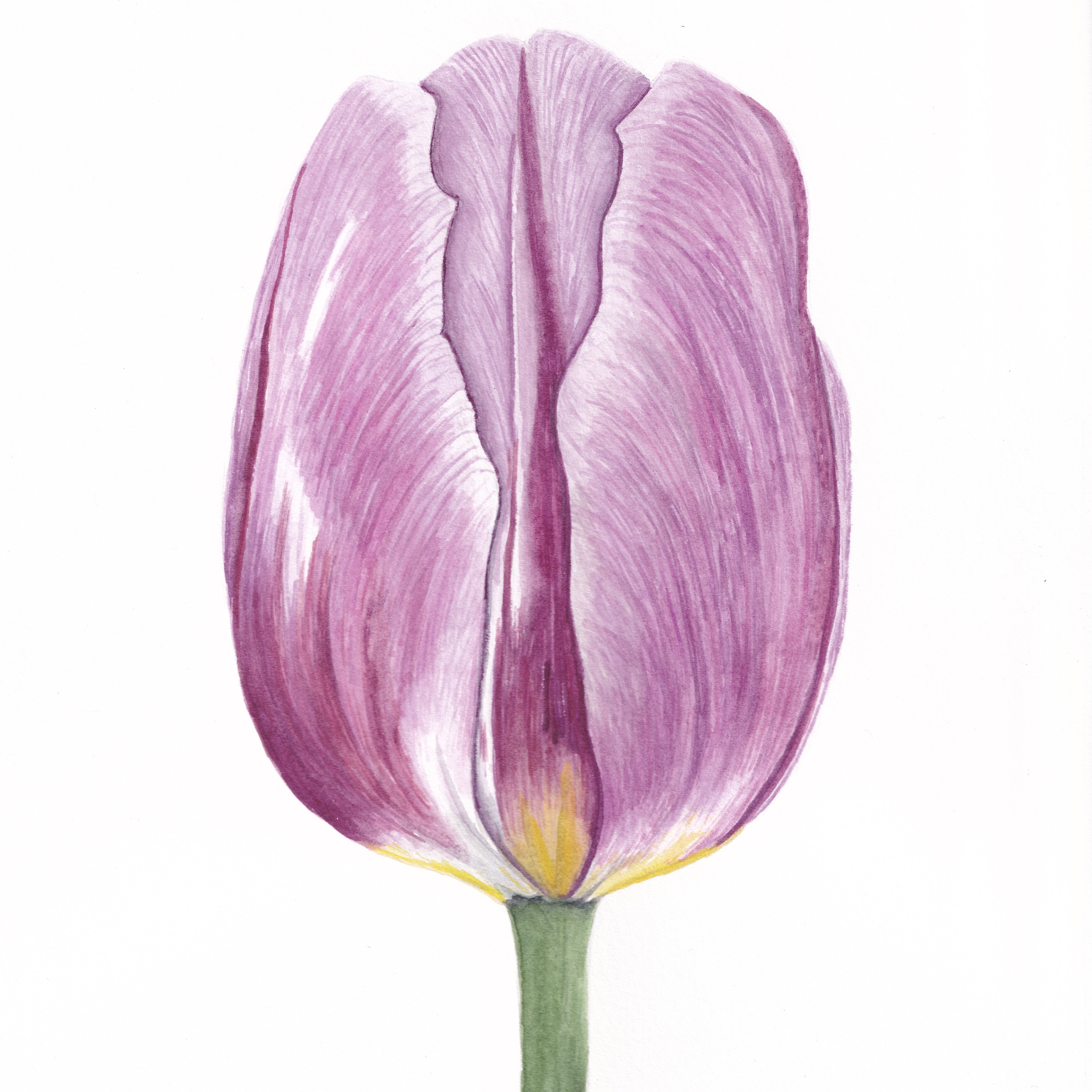 Lilac Tulip
