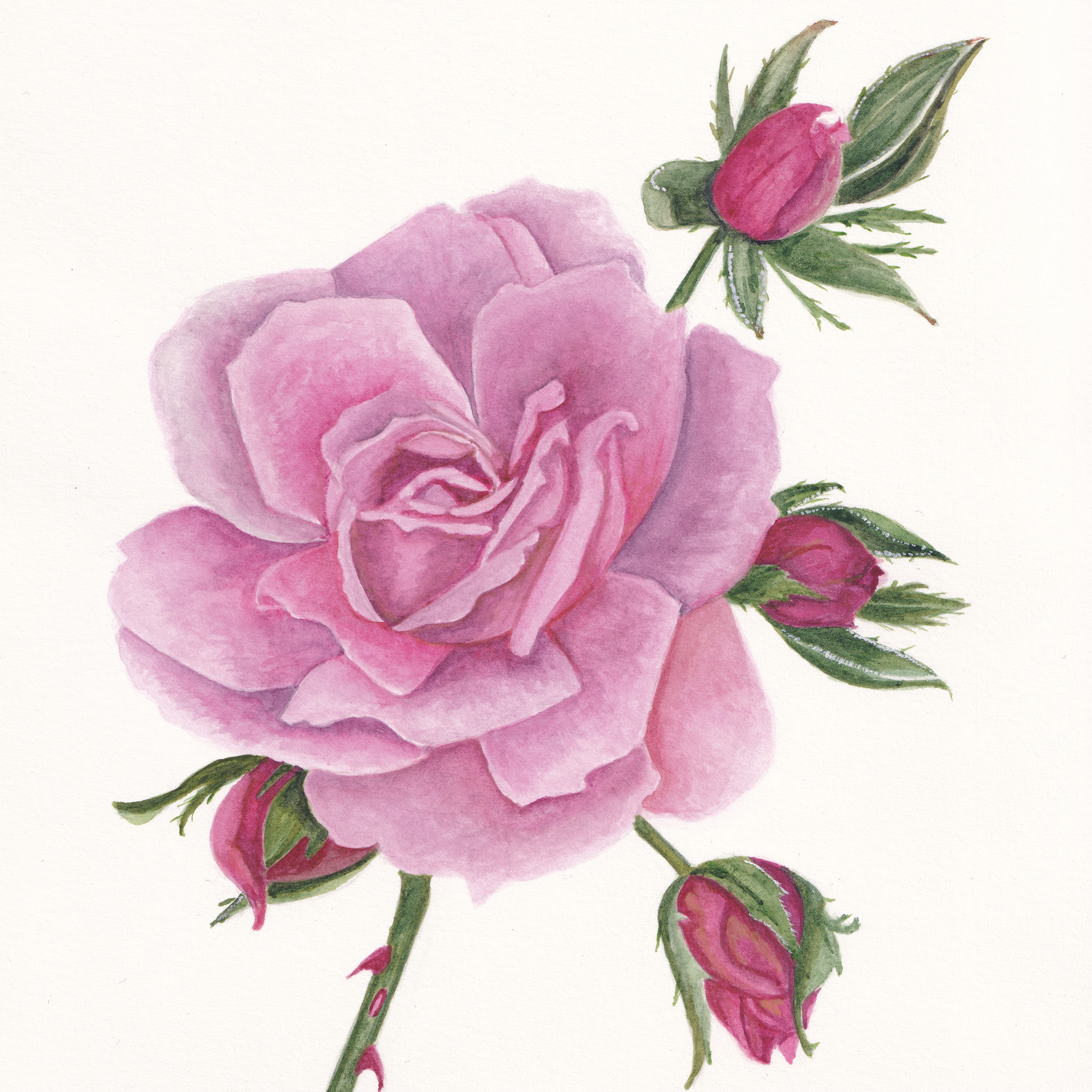 Wisley Rose