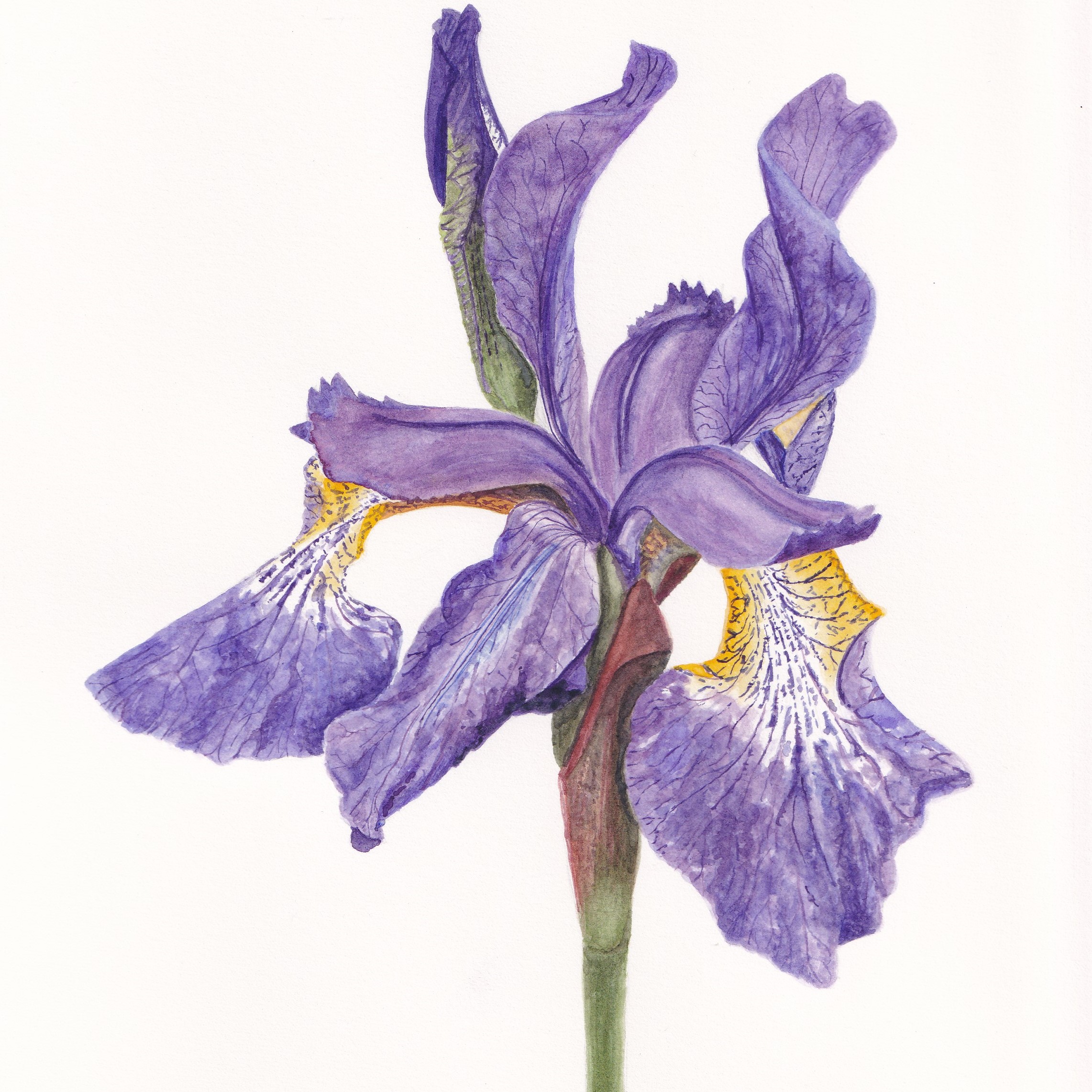 Garden Iris
