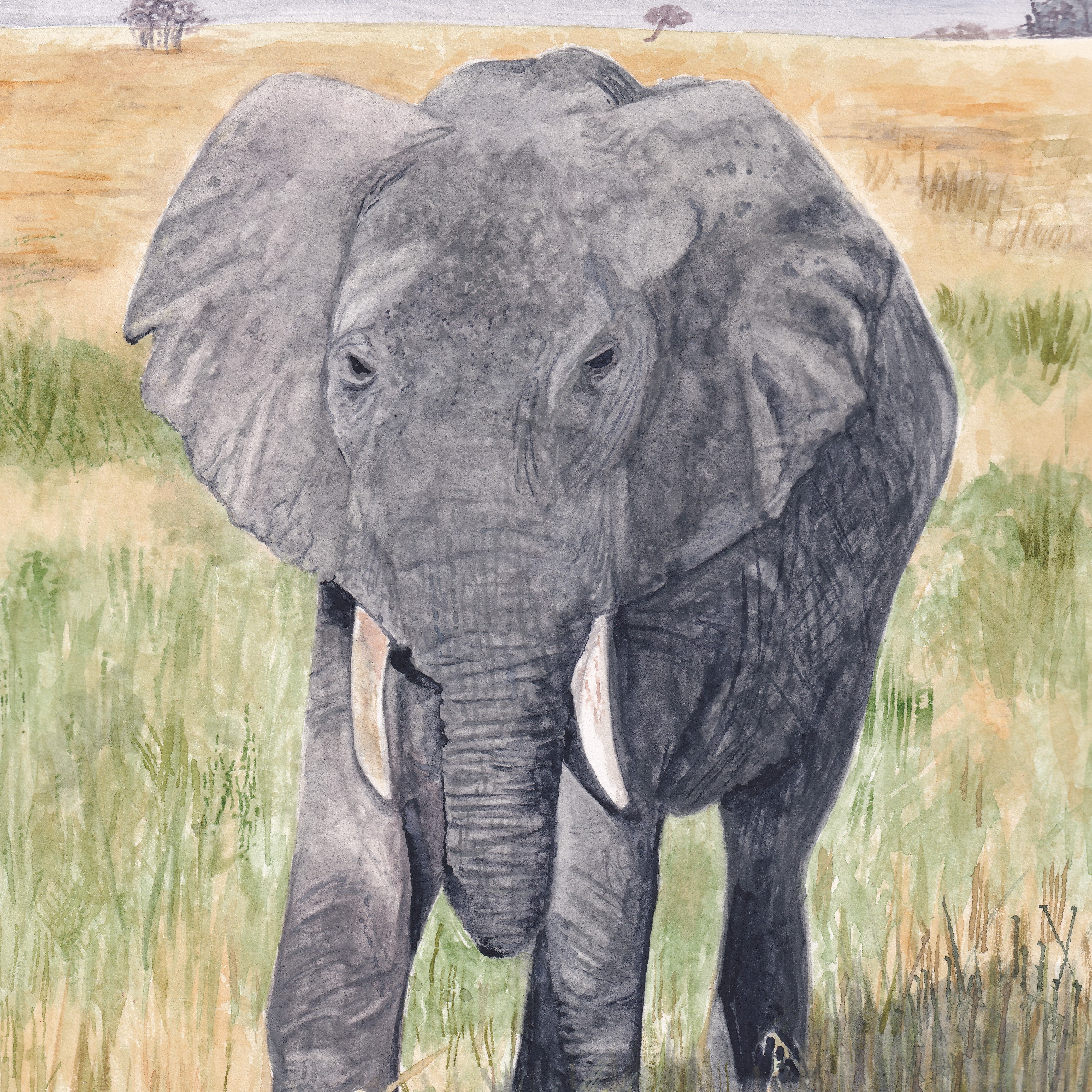 African Elephant