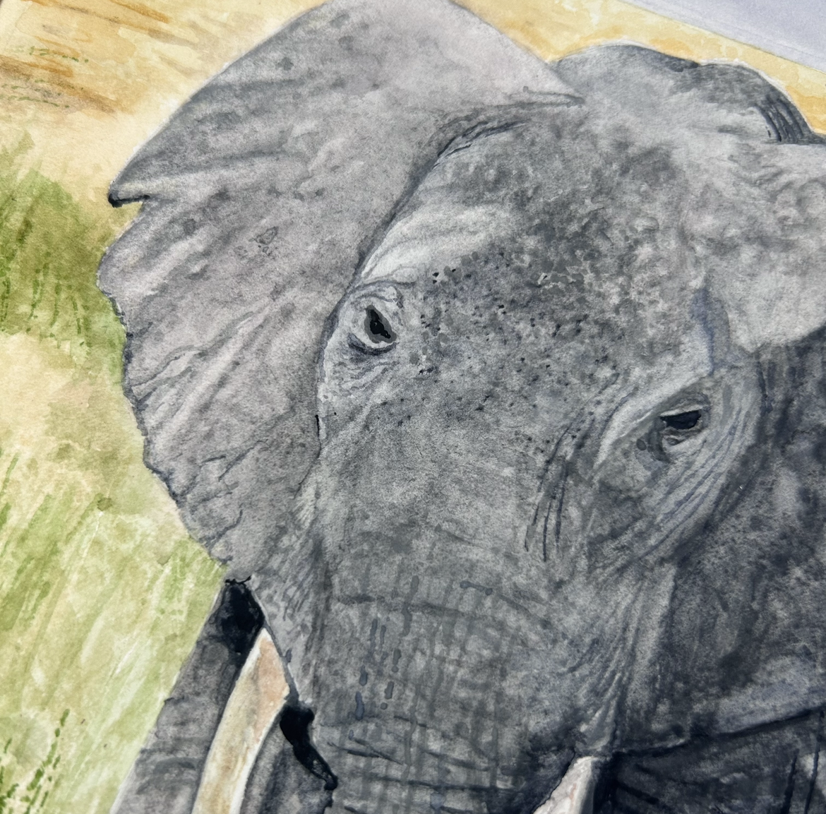 African Elephant