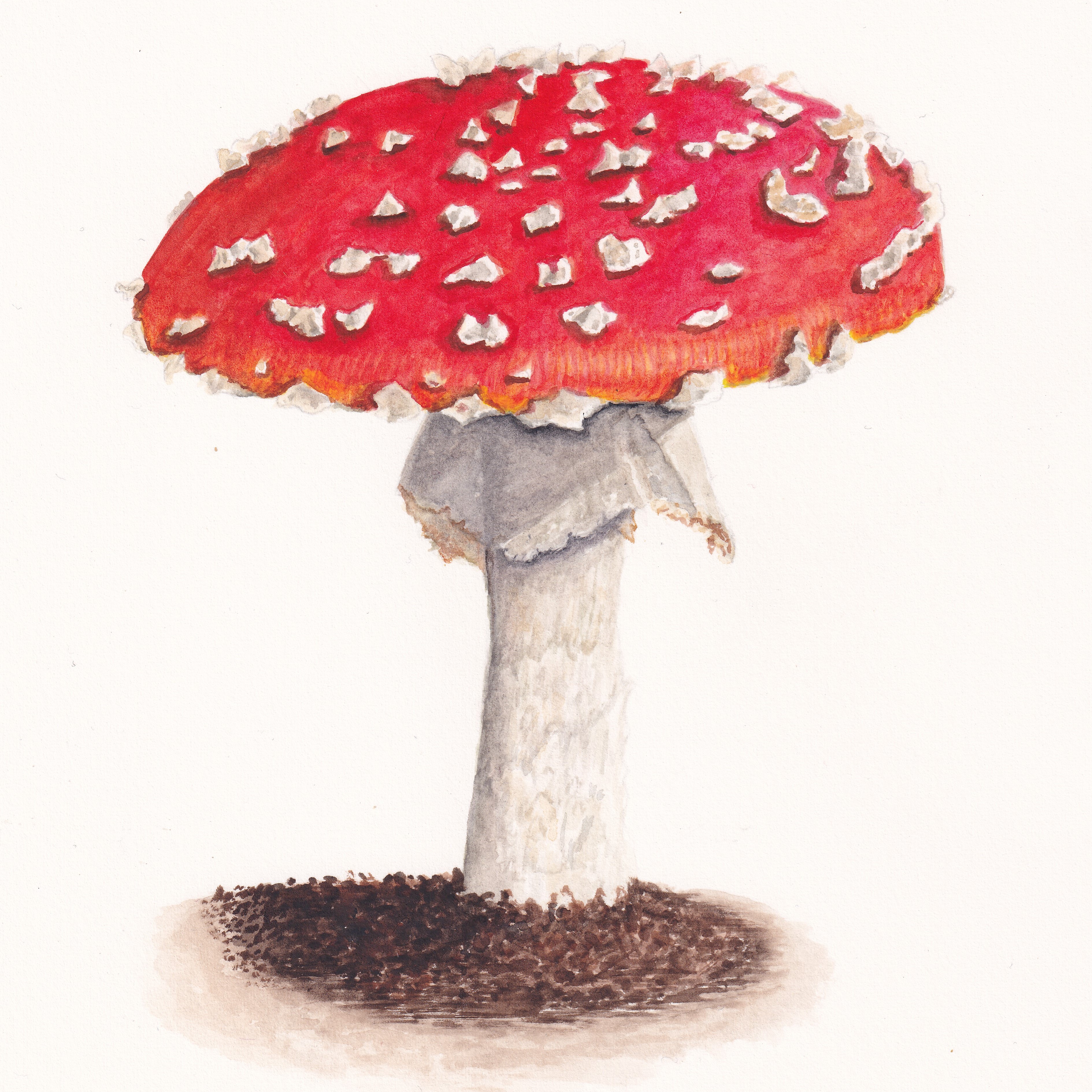 Fly Agaric