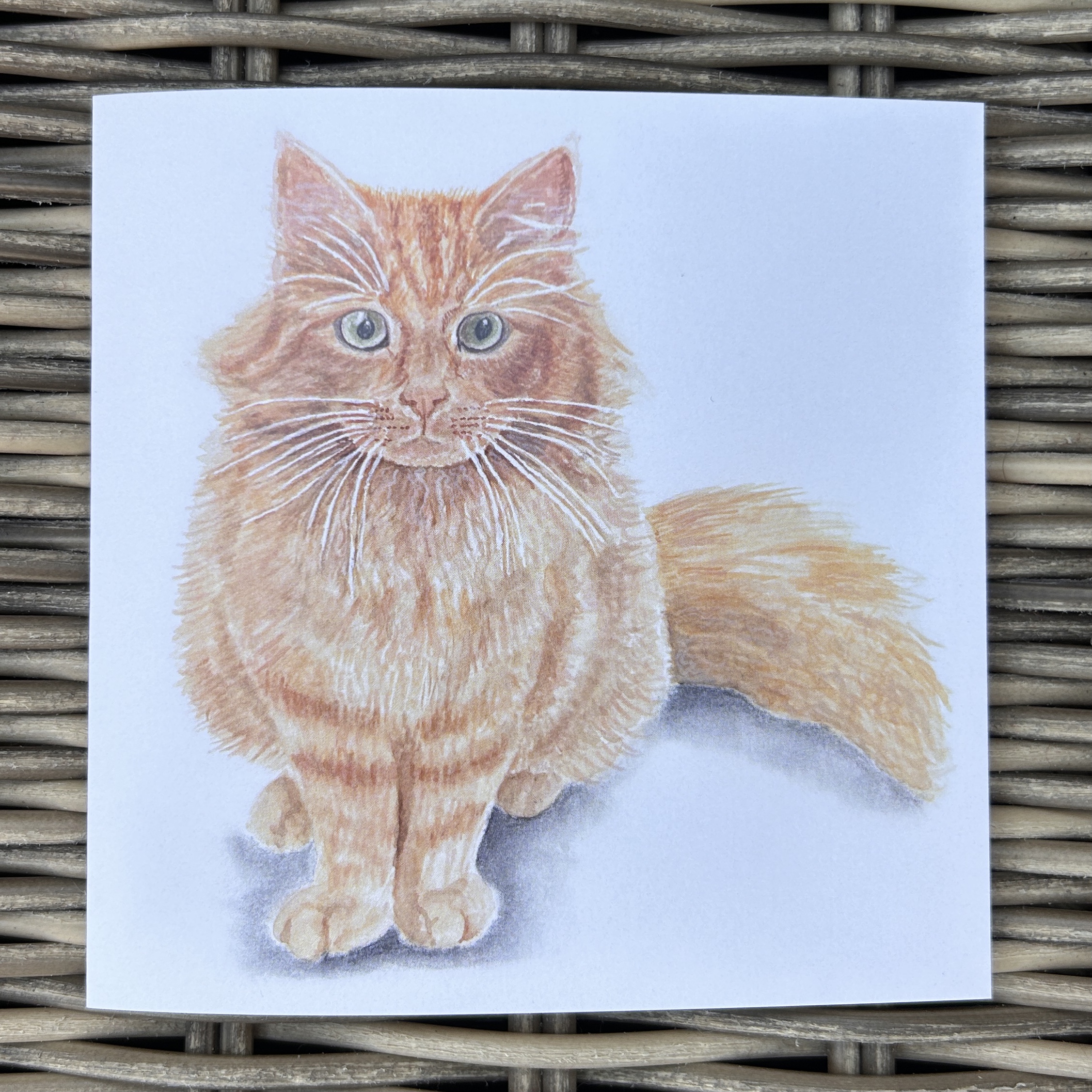 The Best Cat in Town