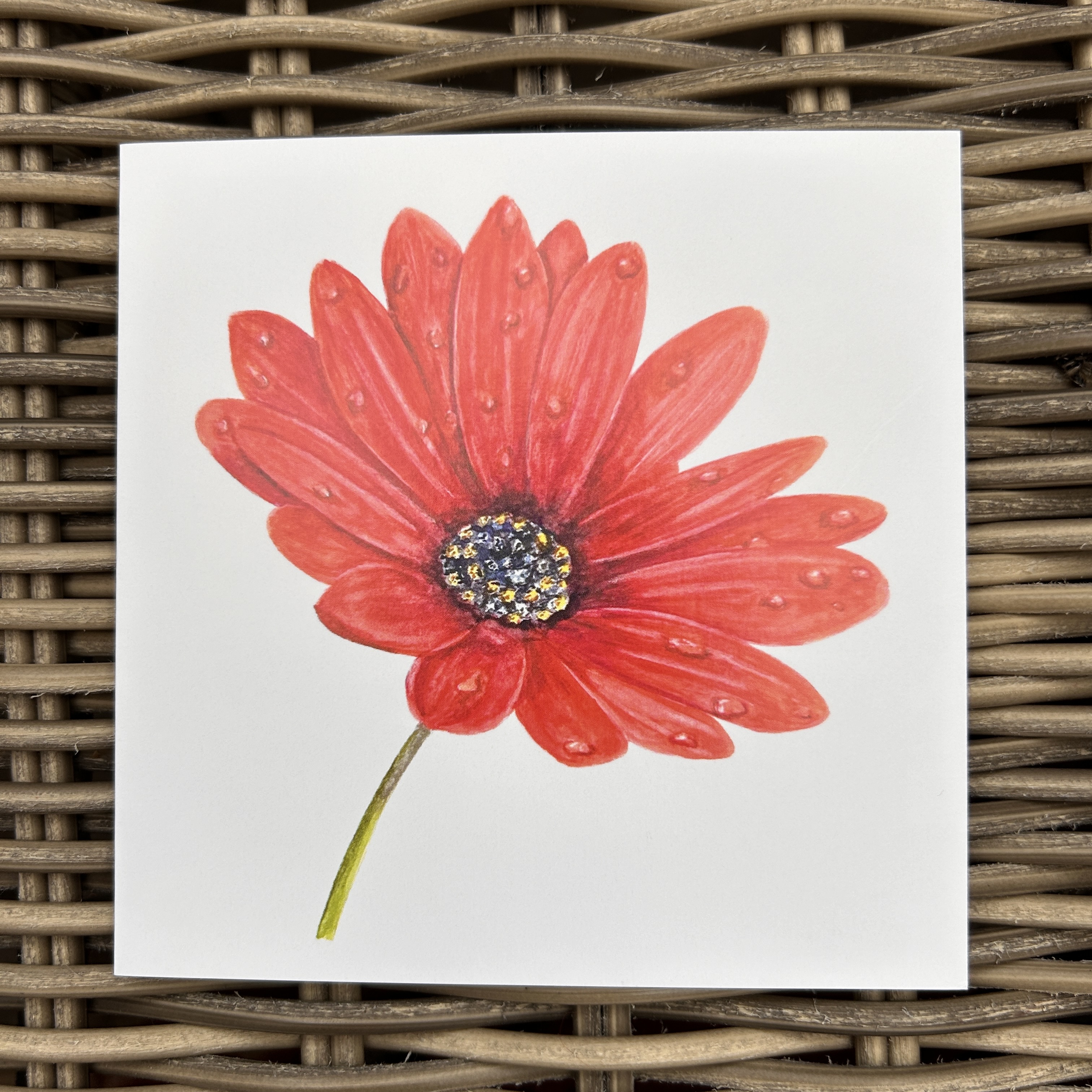 Red African Daisy