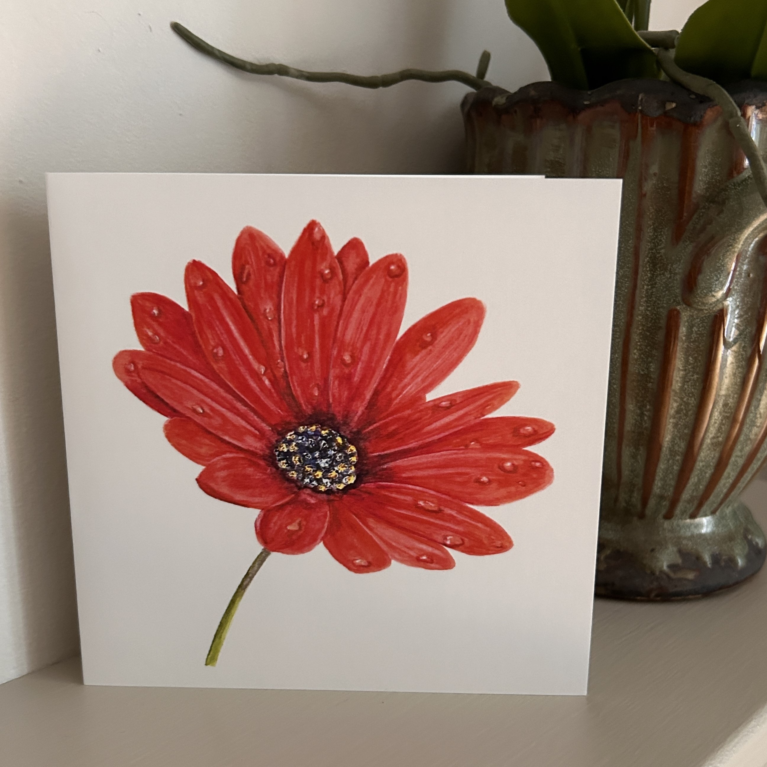 Red African Daisy