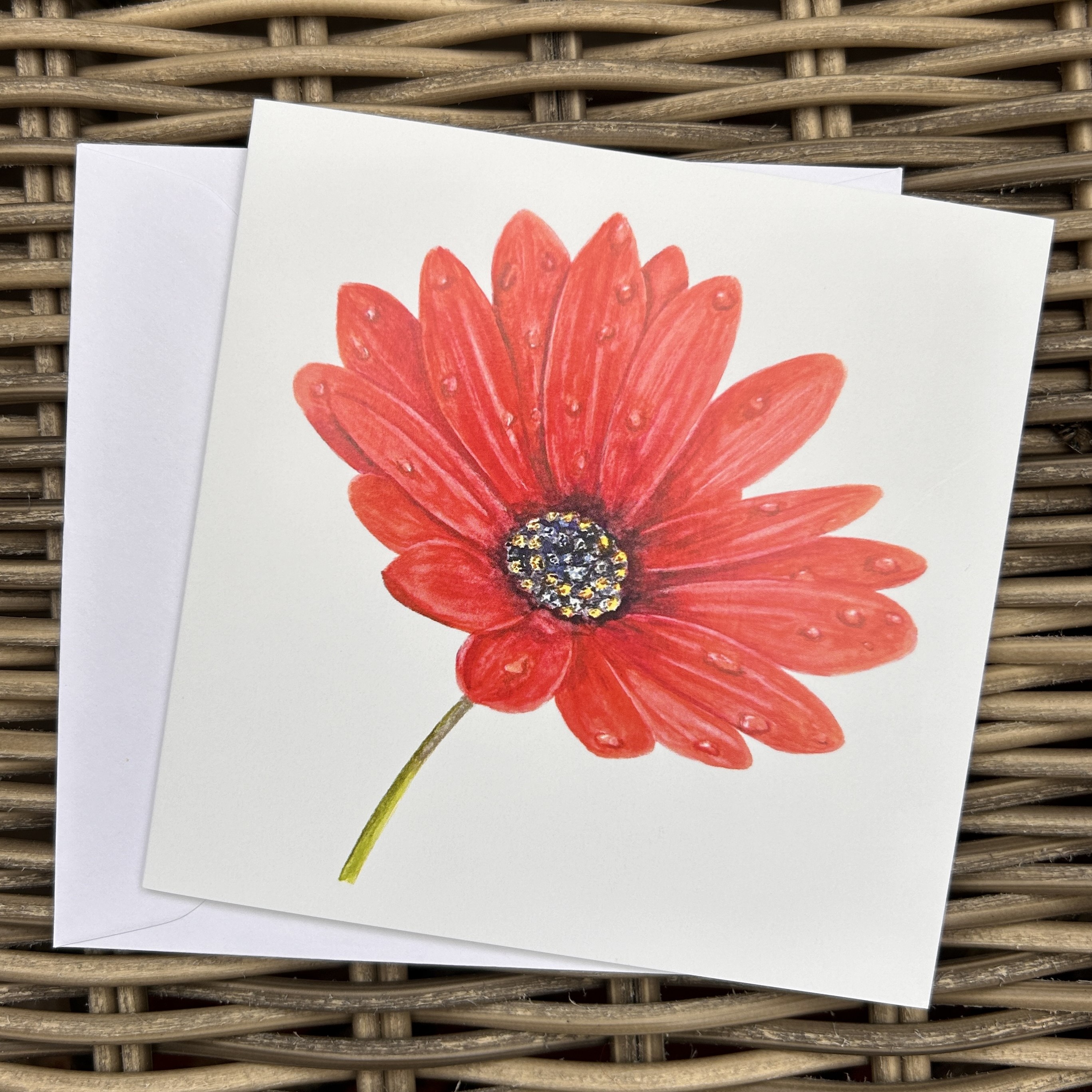 Red African Daisy