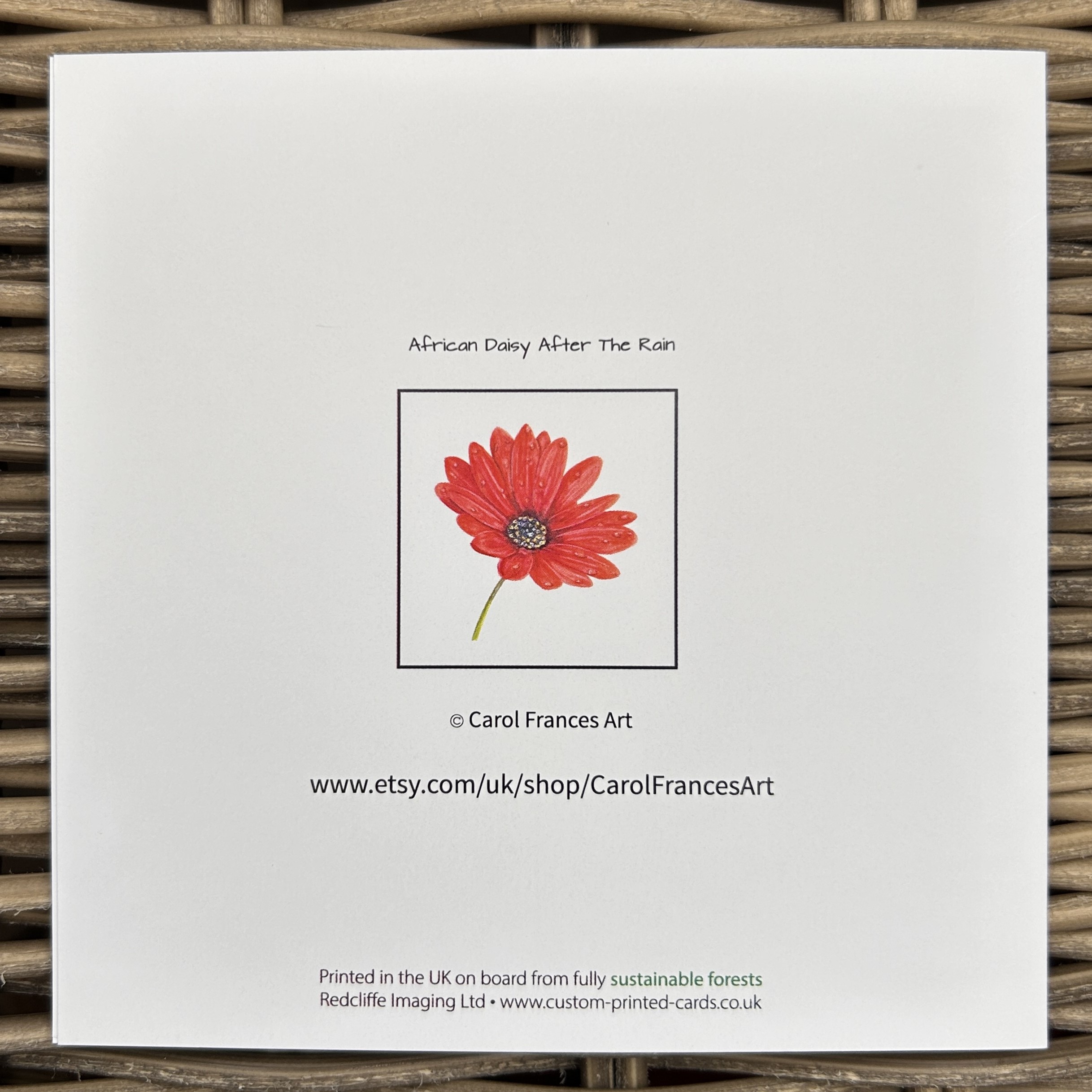 Red African Daisy