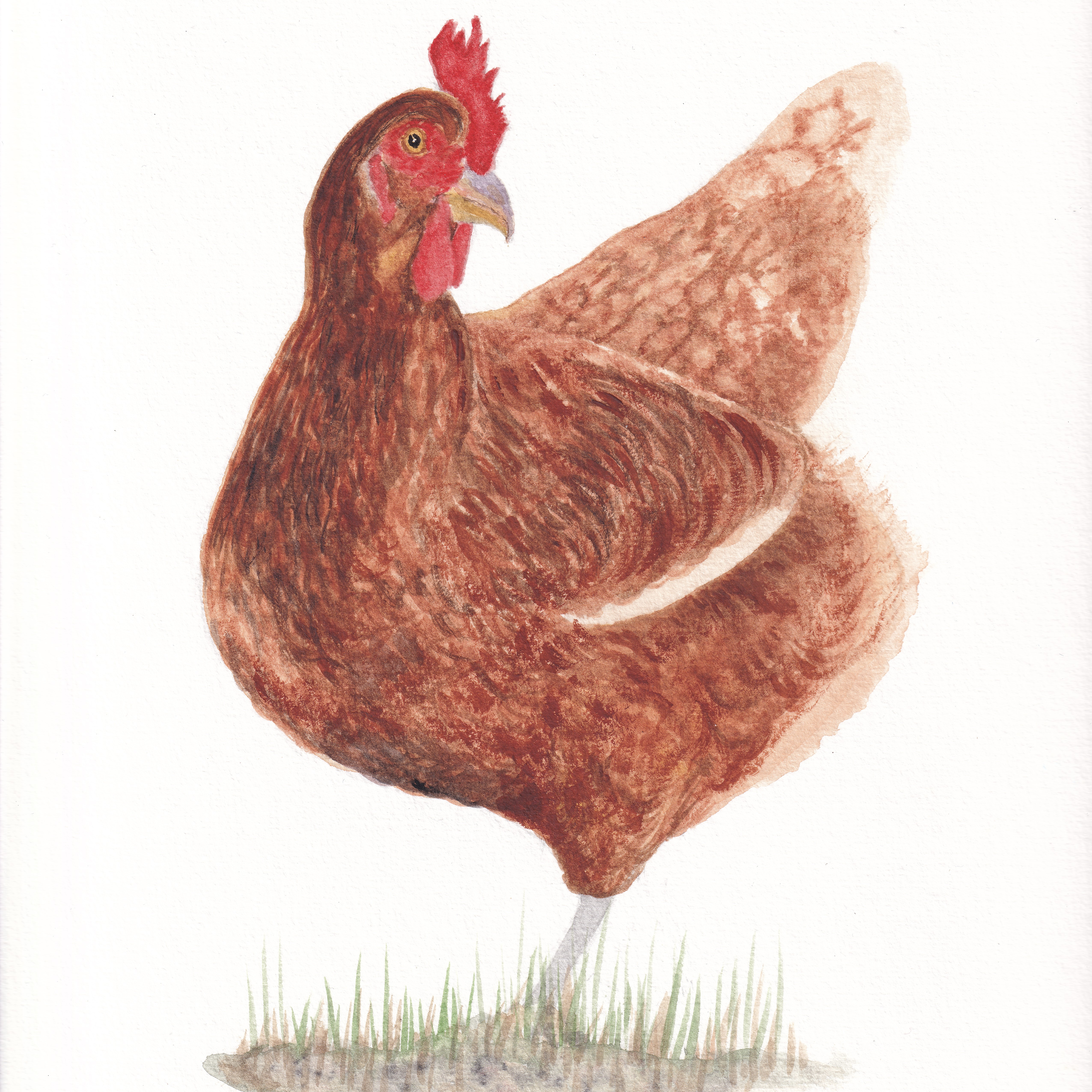 Chicken