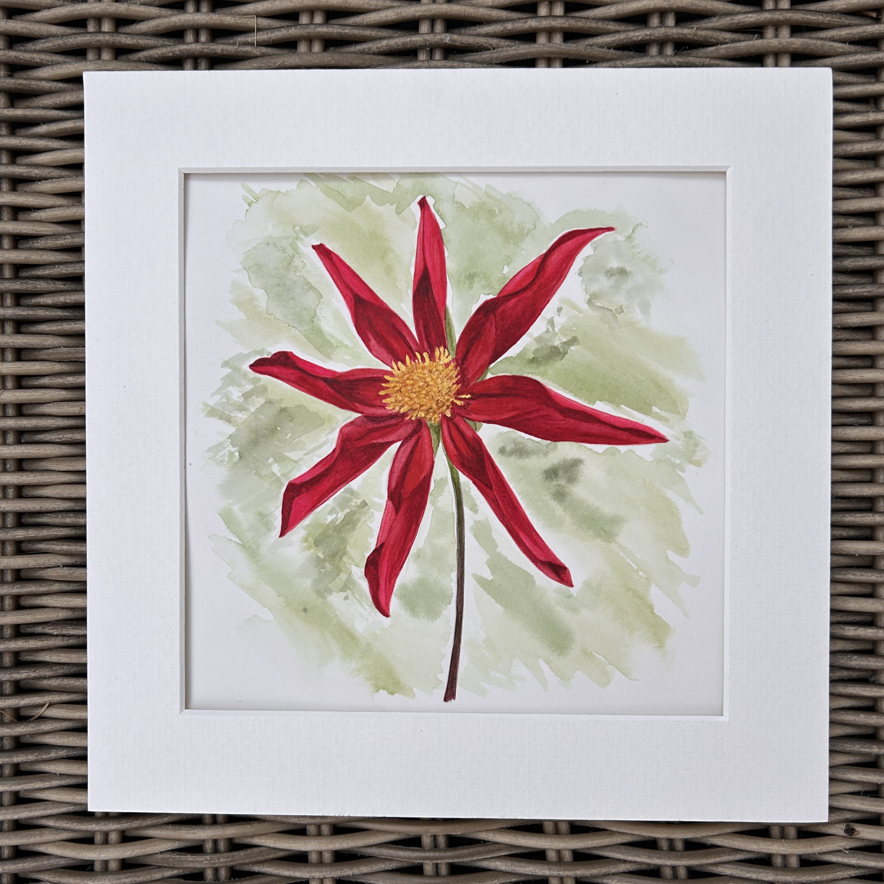 Star Dahlia