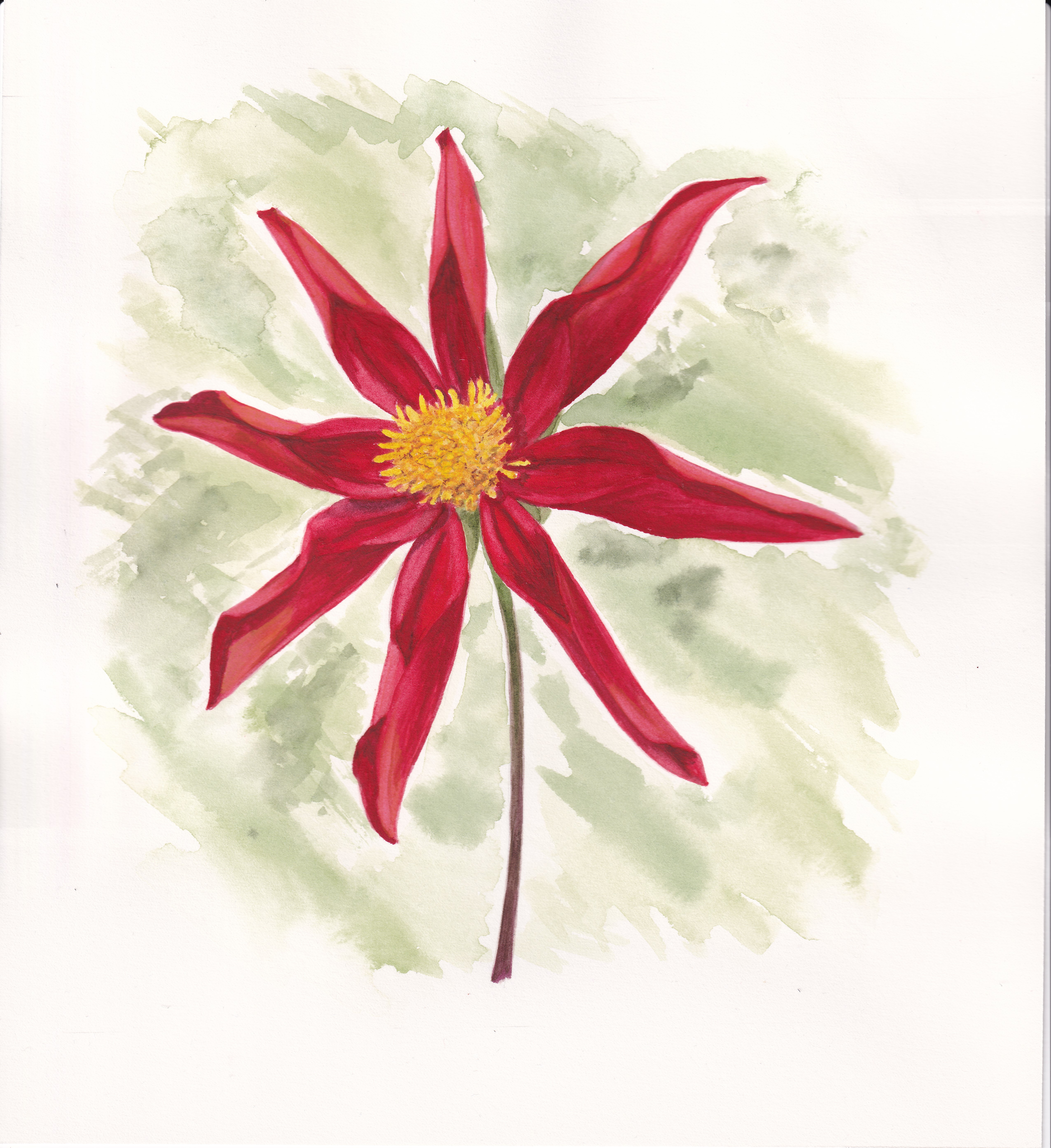 Star Dahlia