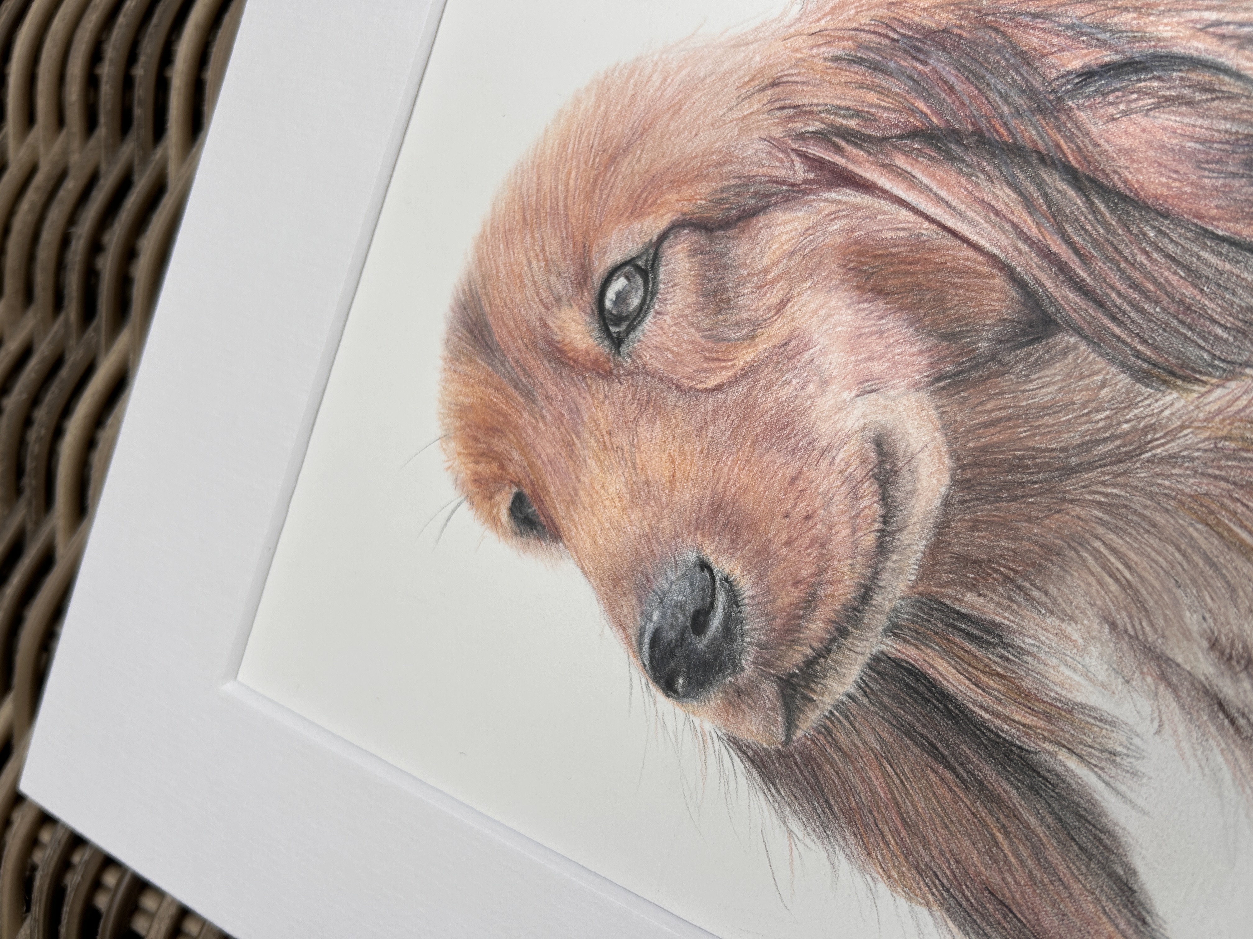 Dachshund