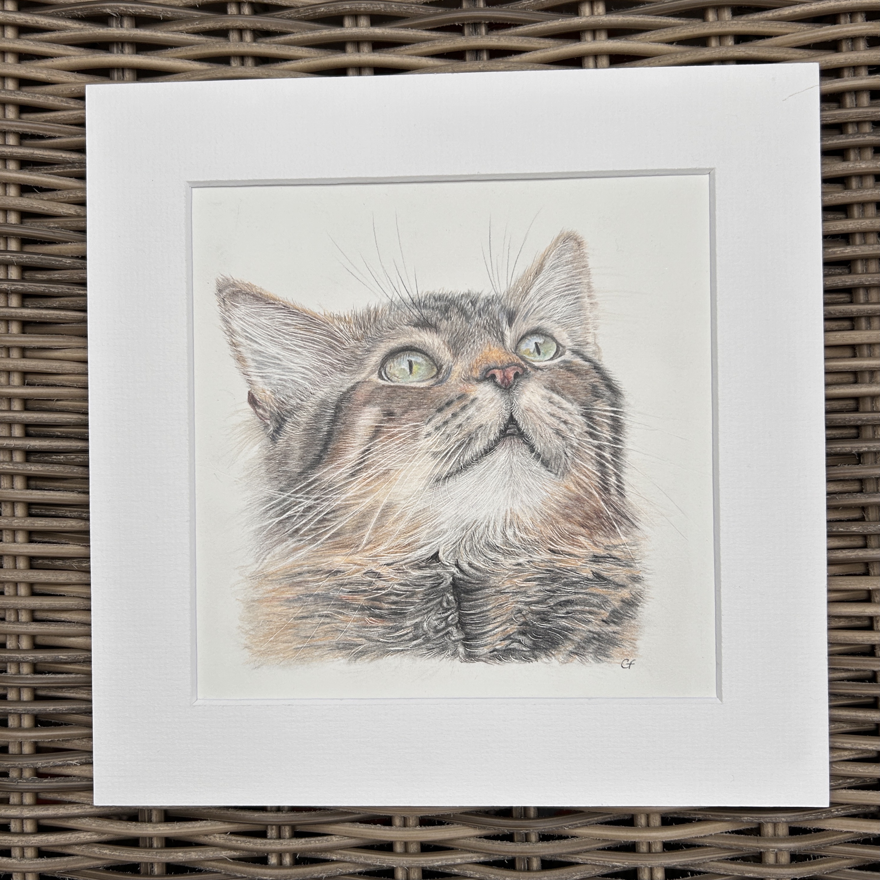 Tabby Cat