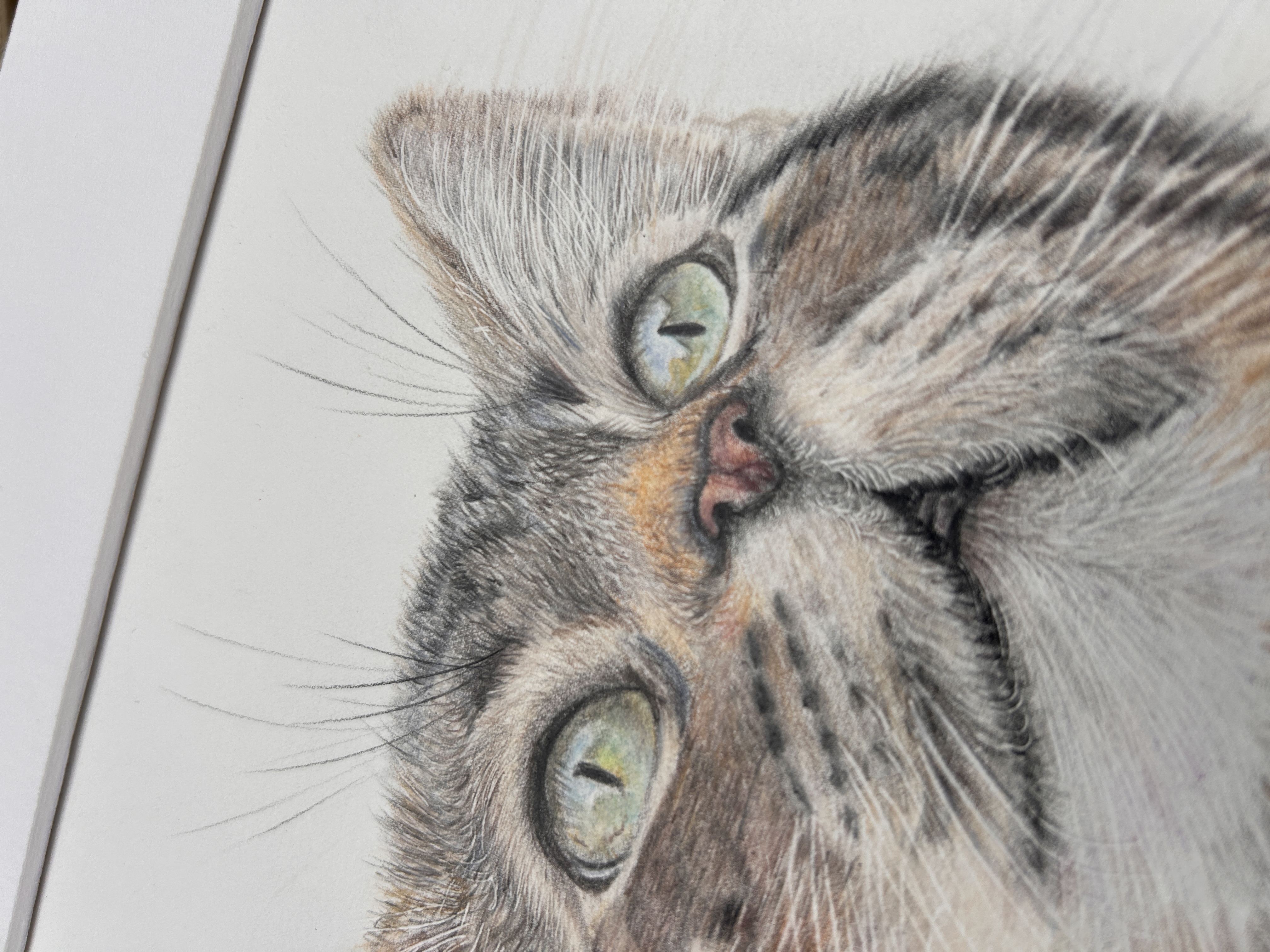 Tabby Cat