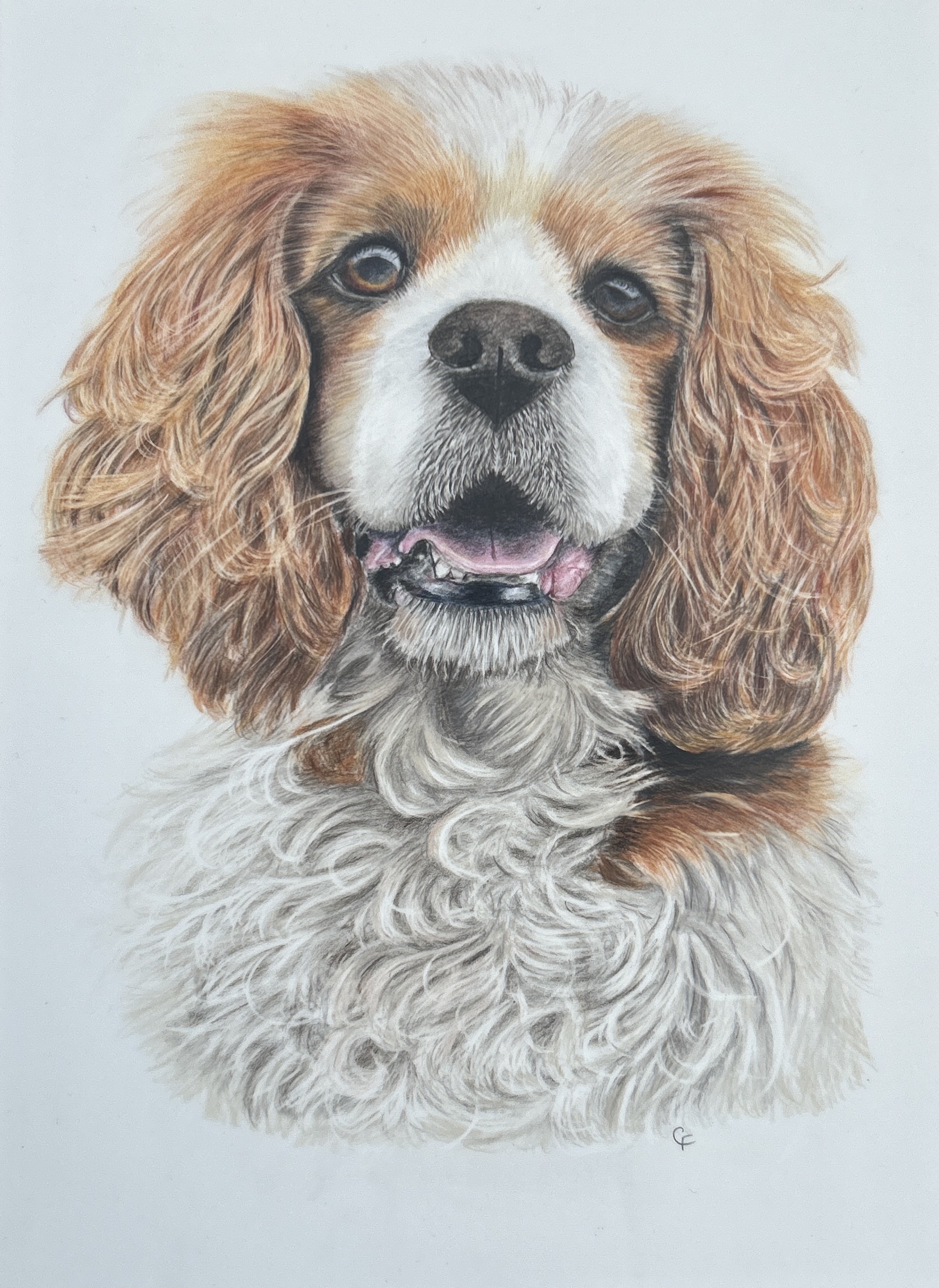 Cavalier King Charles Spaniel