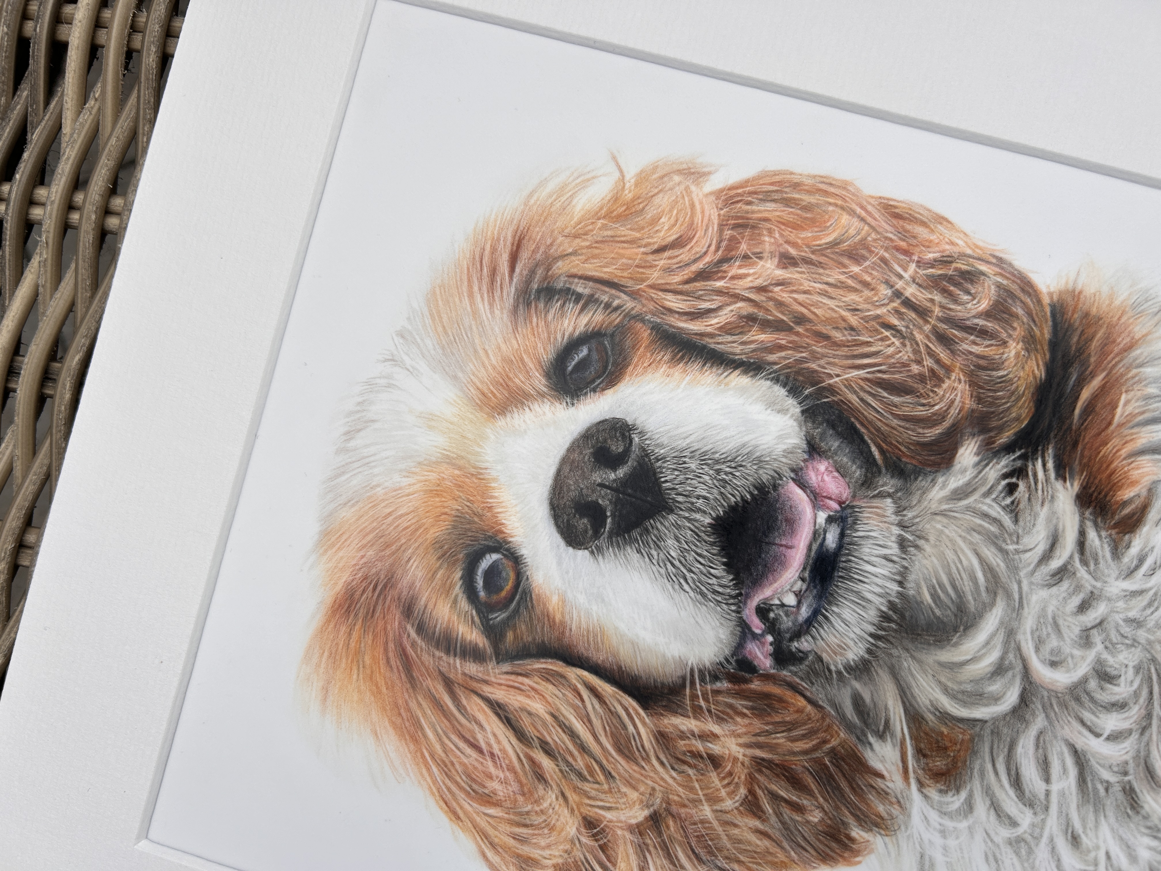 Cavalier King Charles Spaniel