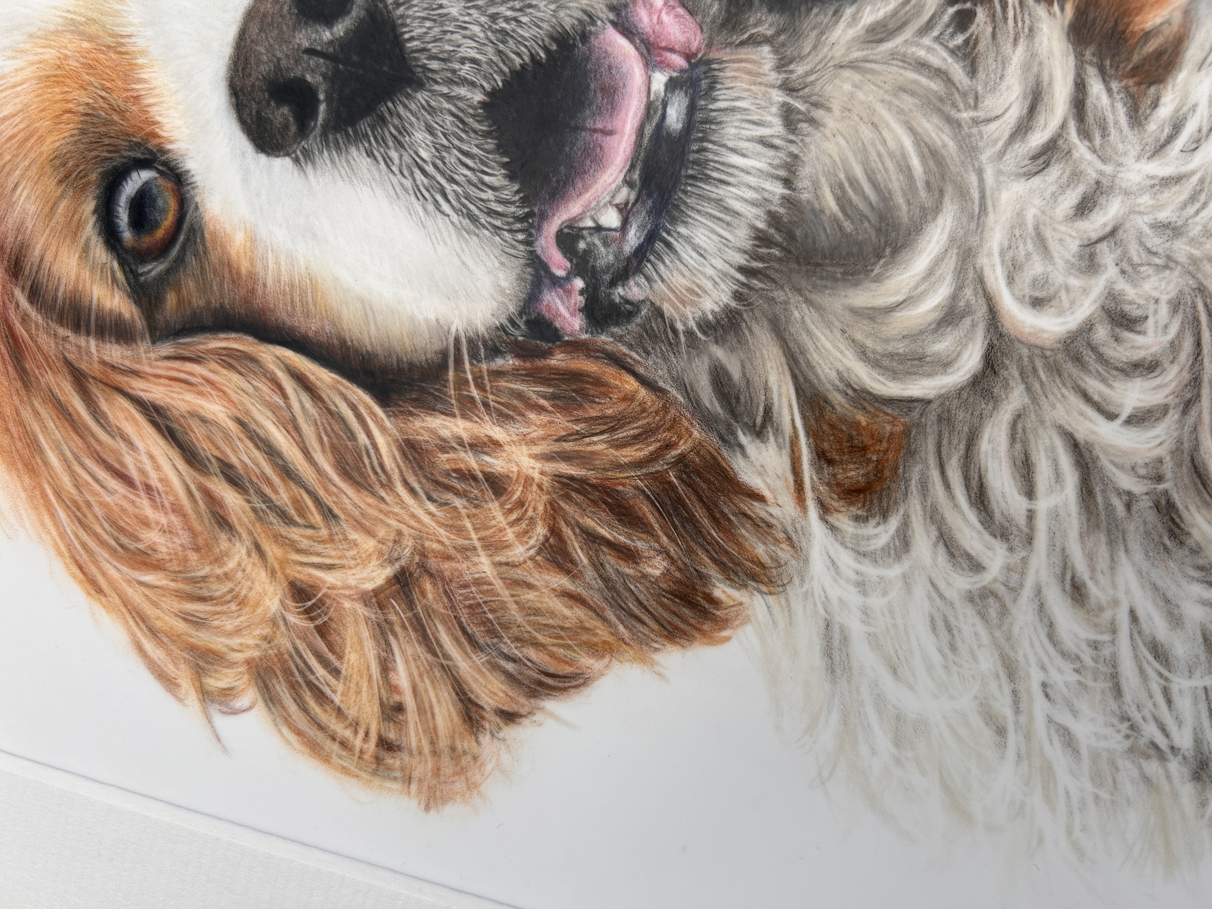 Cavalier King Charles Spaniel