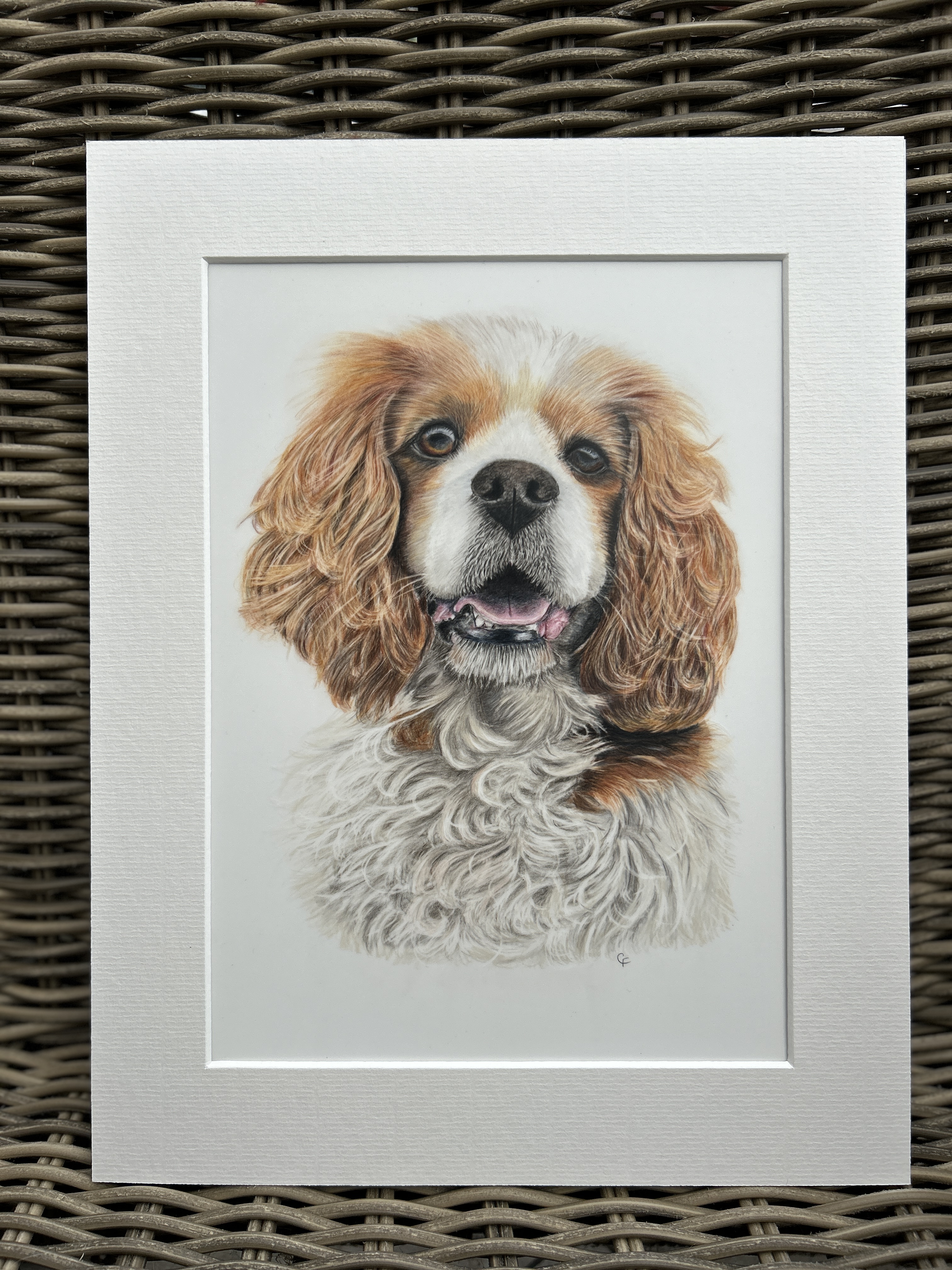 Cavalier King Charles Spaniel