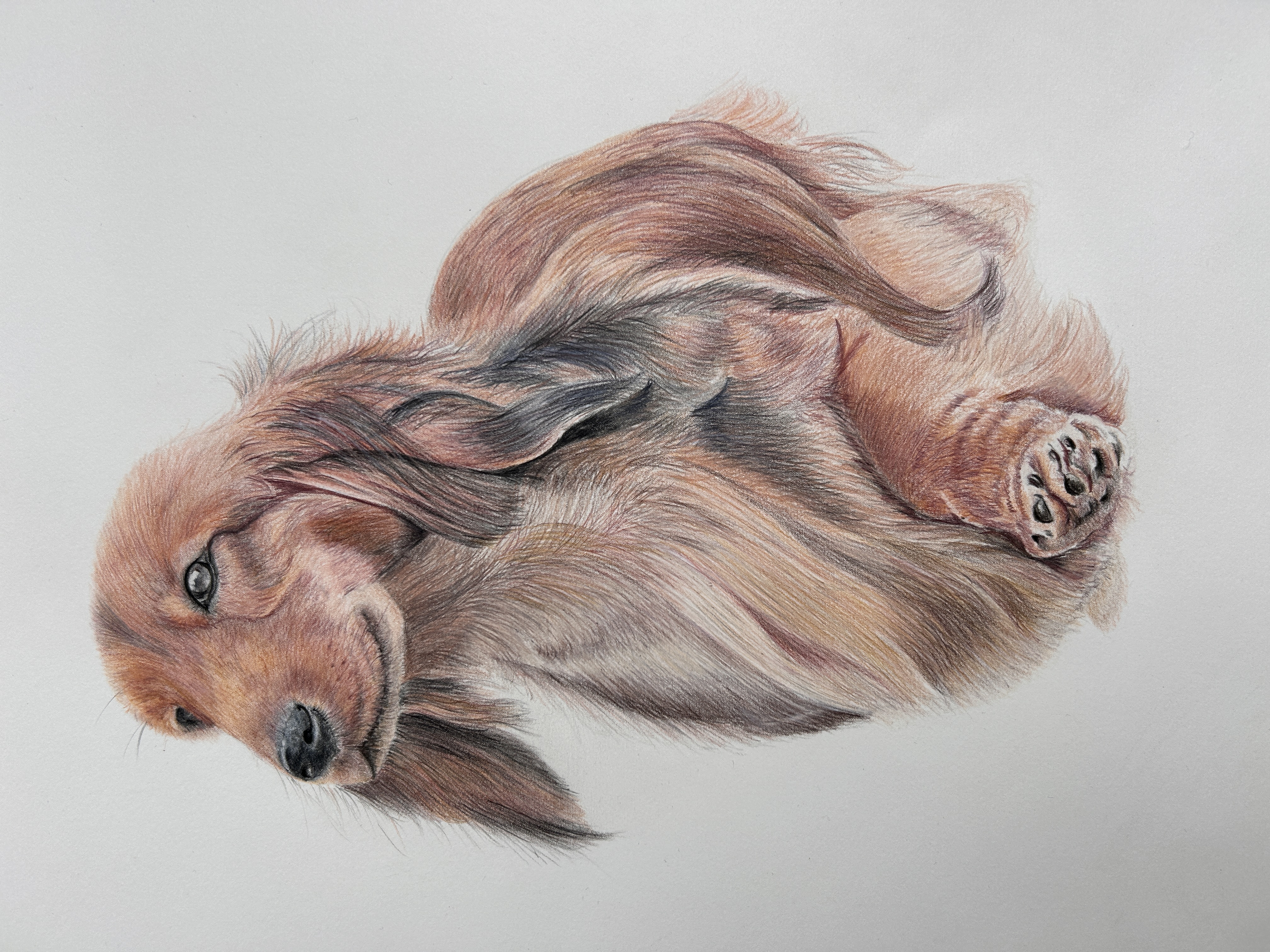 Dachshund