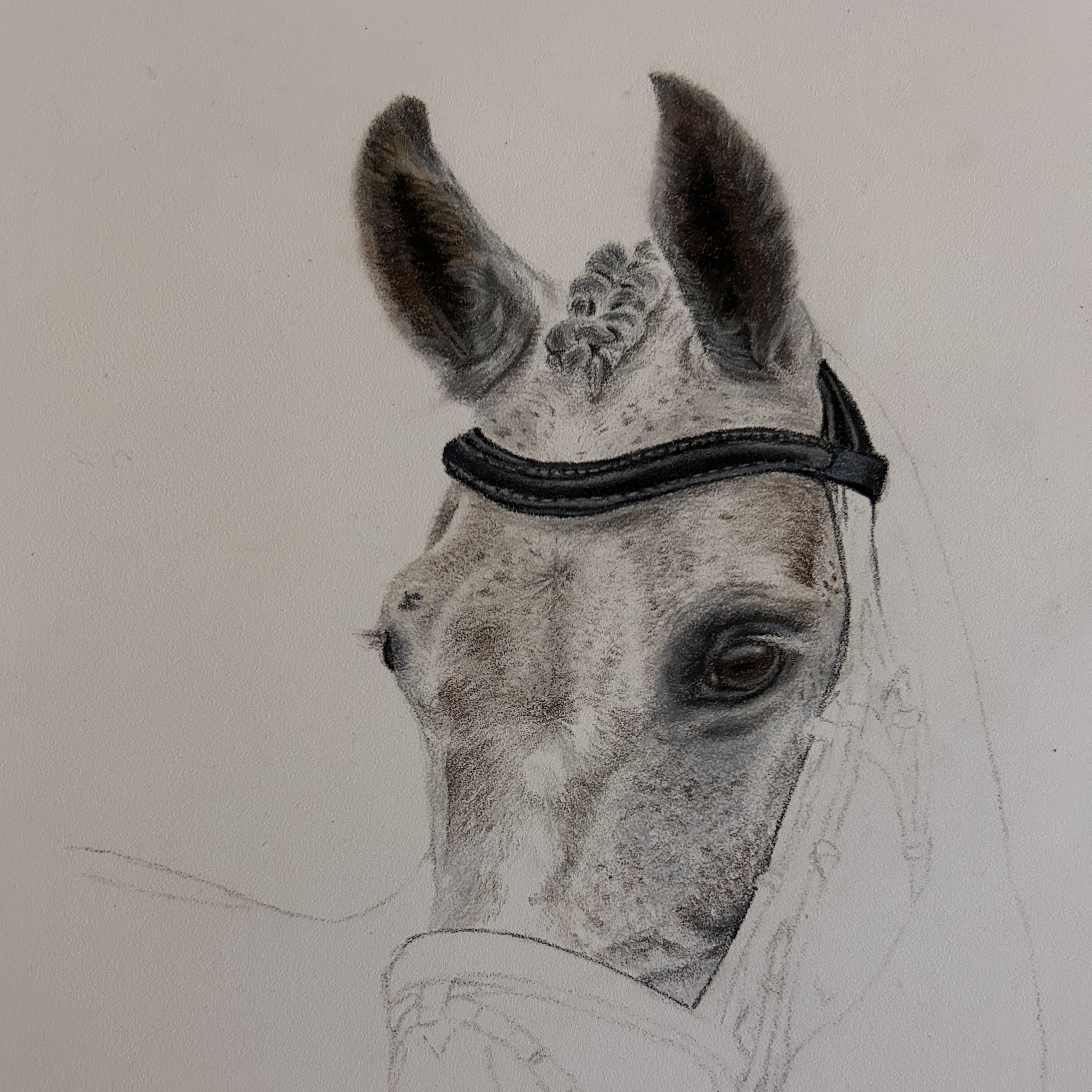 Dapple Grey Horse