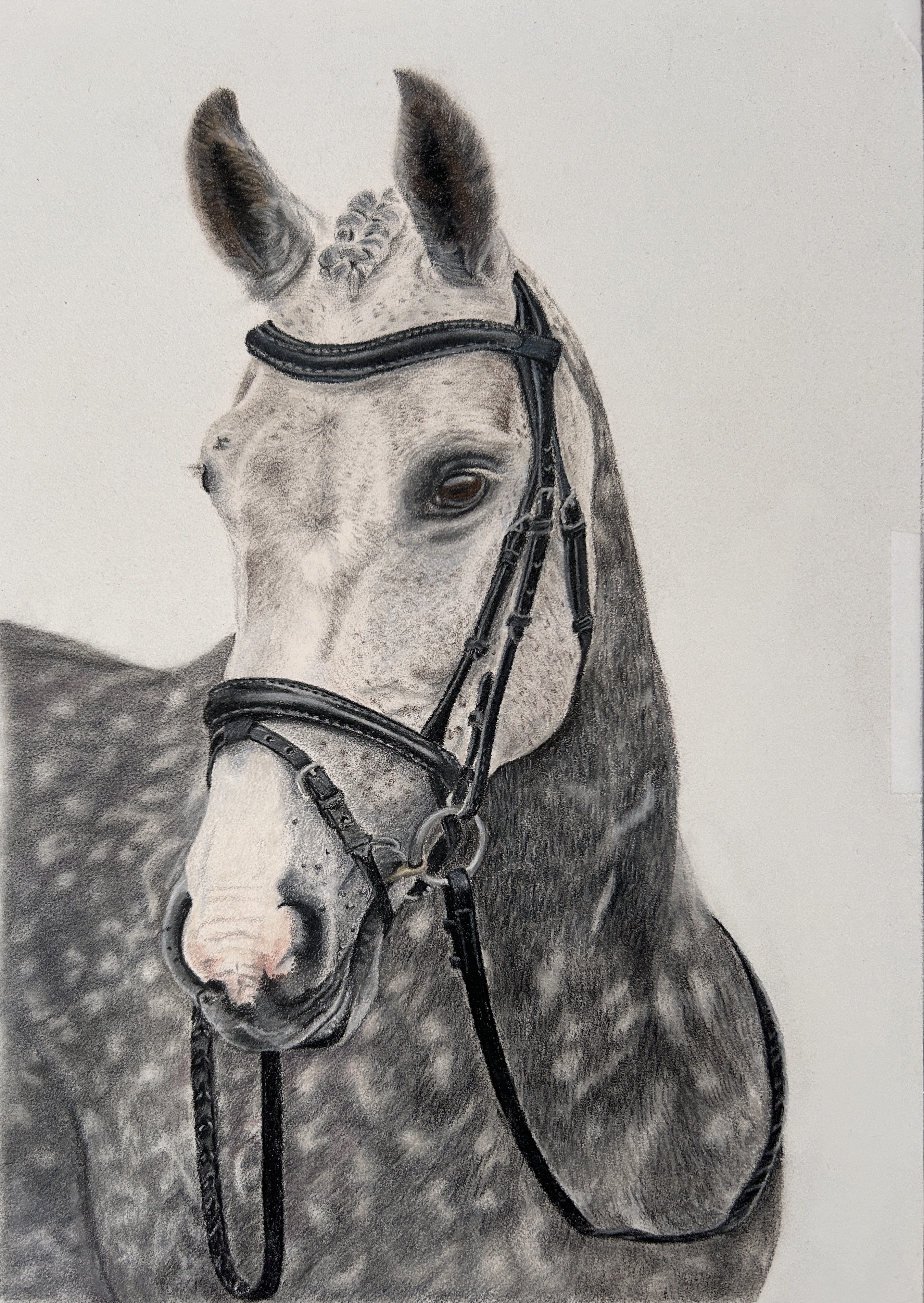 Dapple Grey Horse