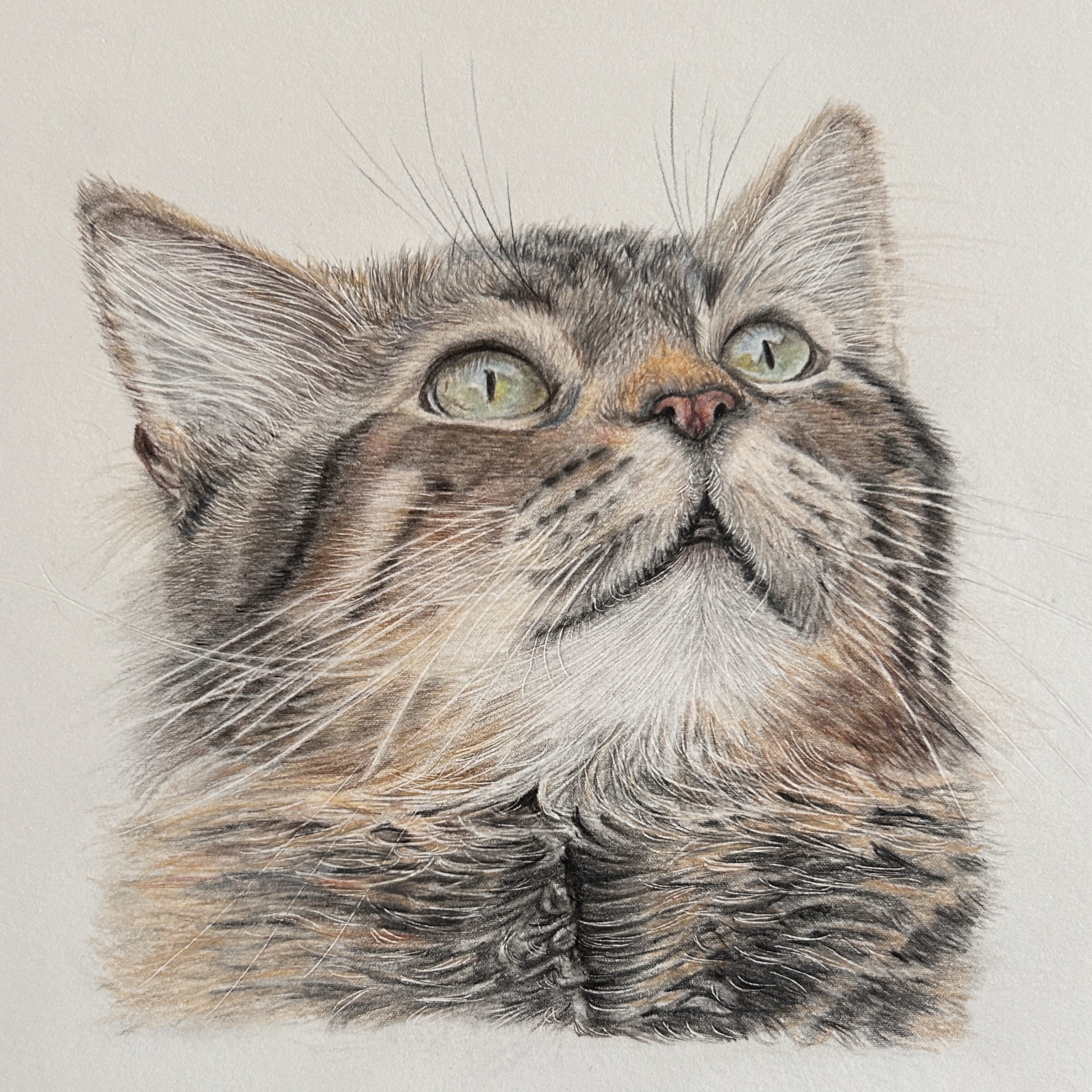Tabby Cat