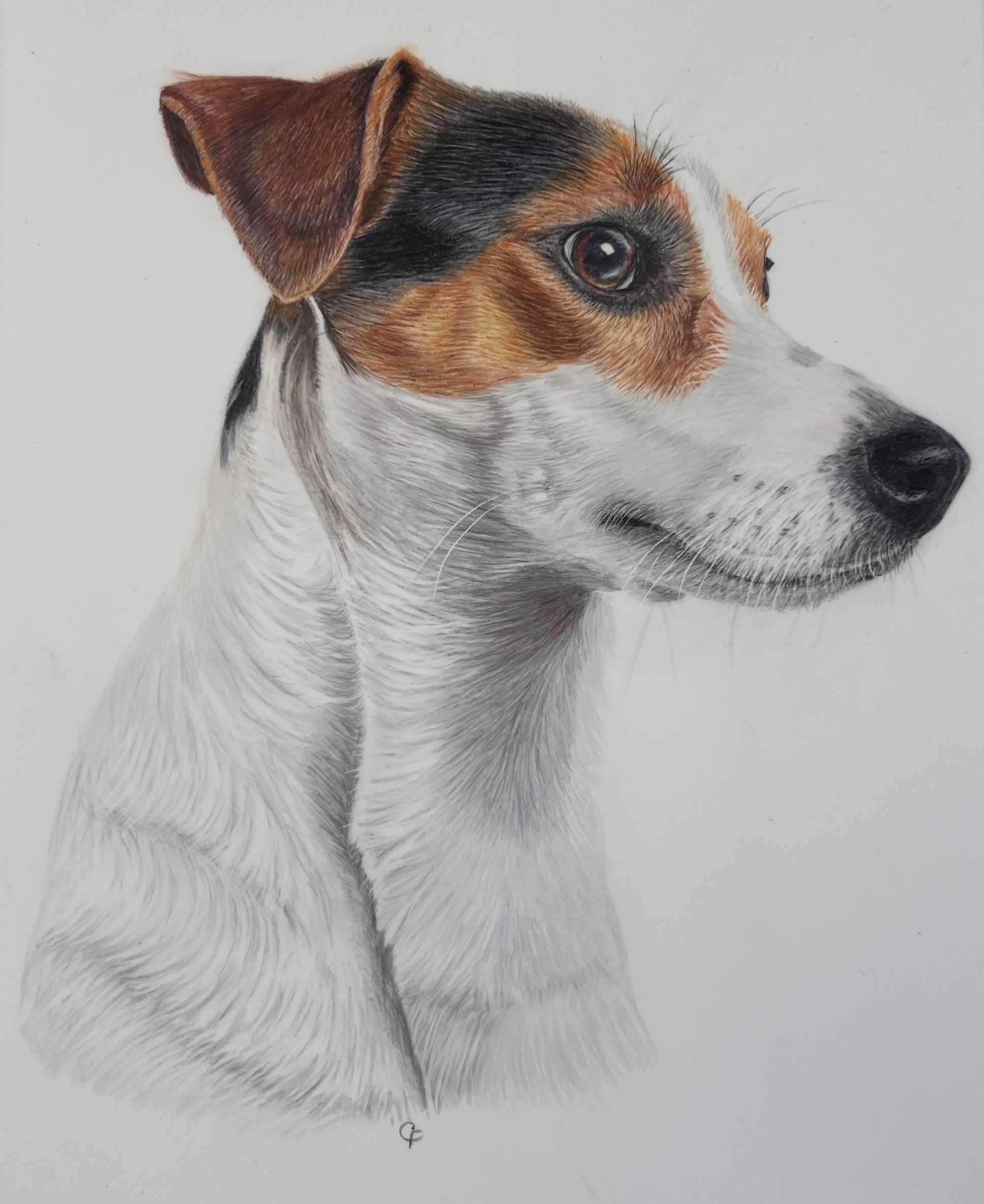 Jack Russell