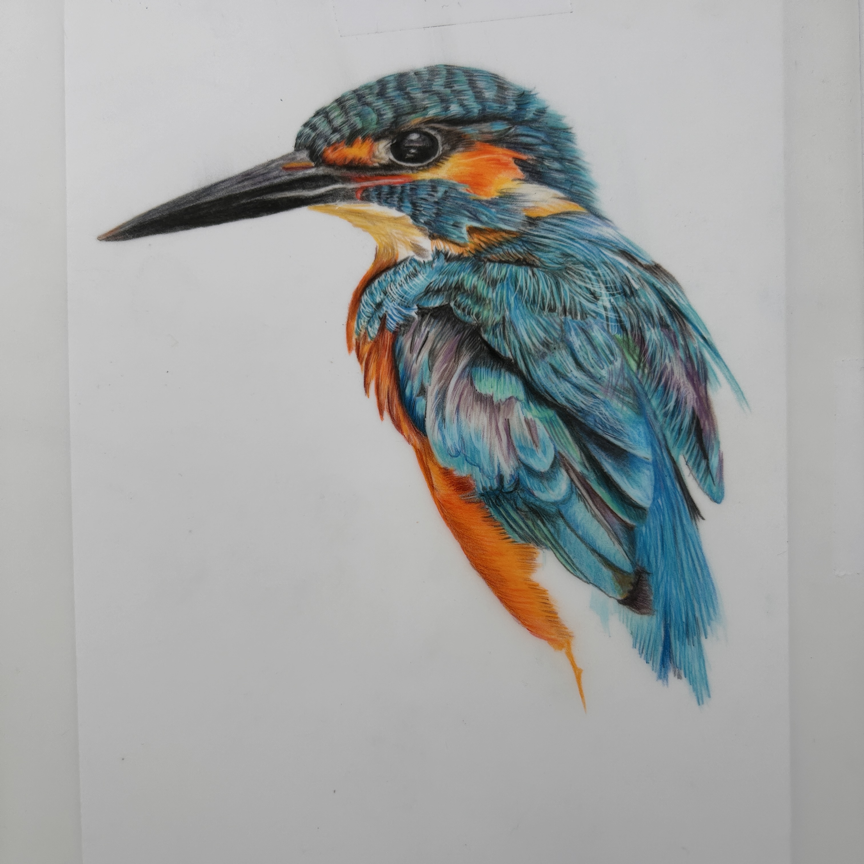 Colourful Kingfisher