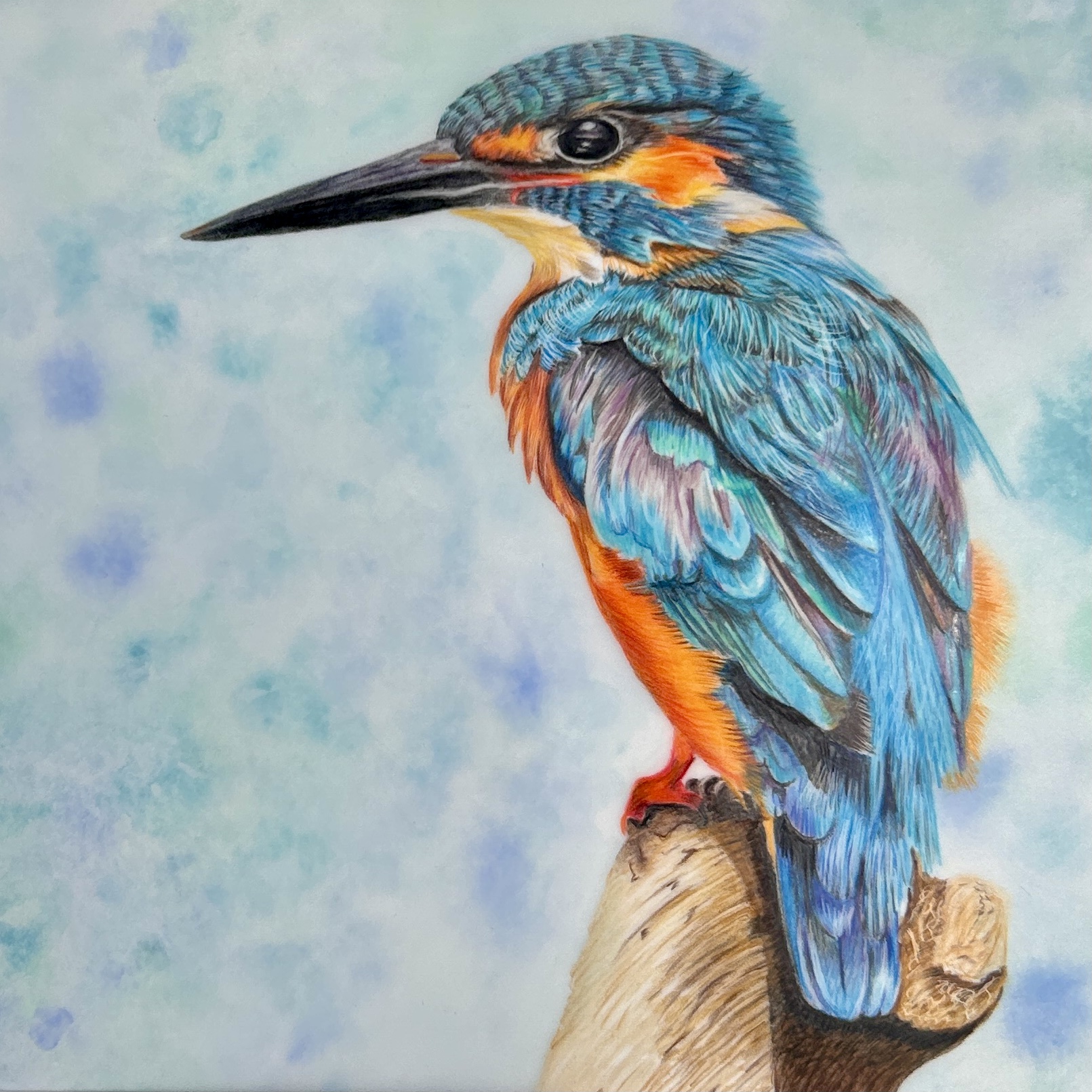 Colourful Kingfisher