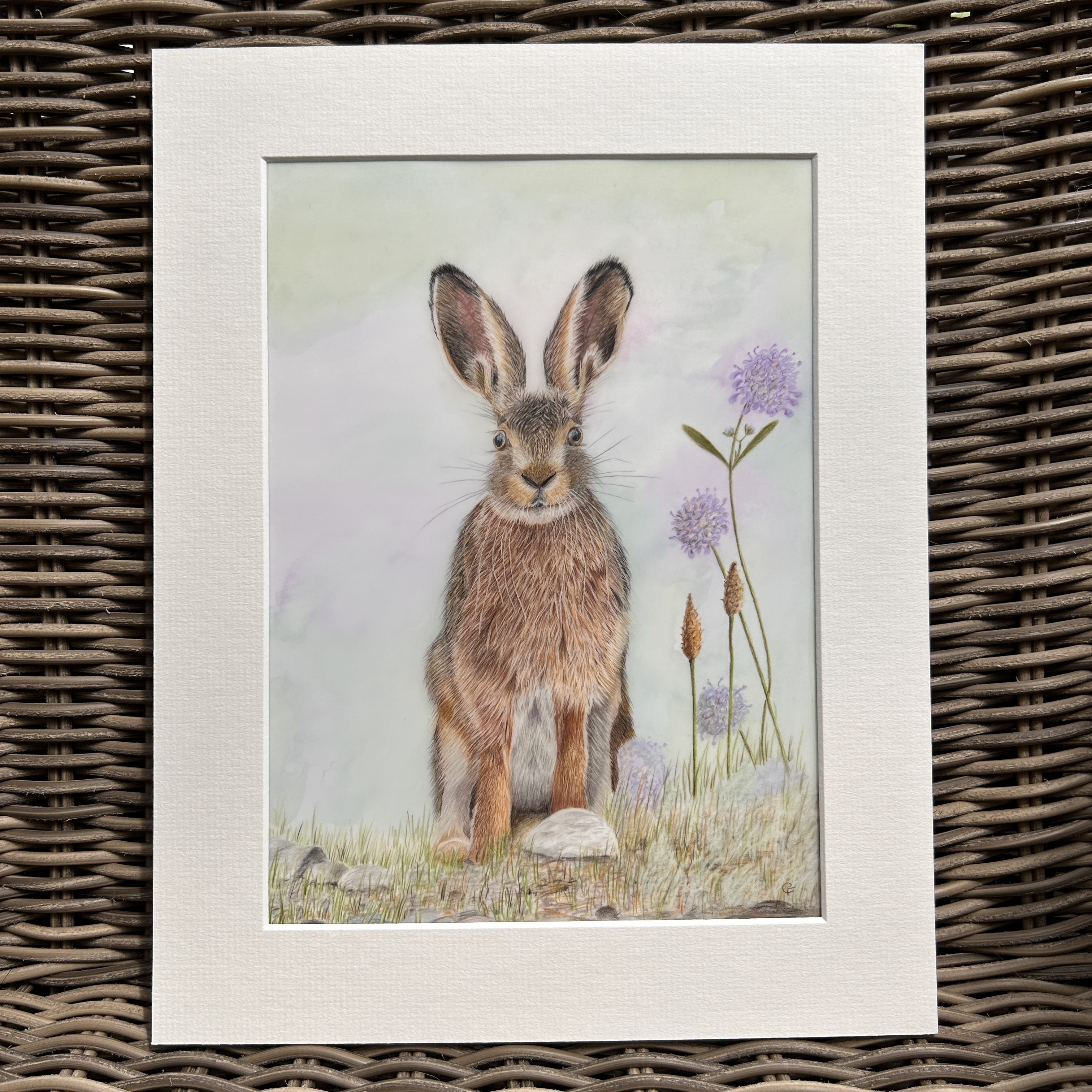 Summer Hare