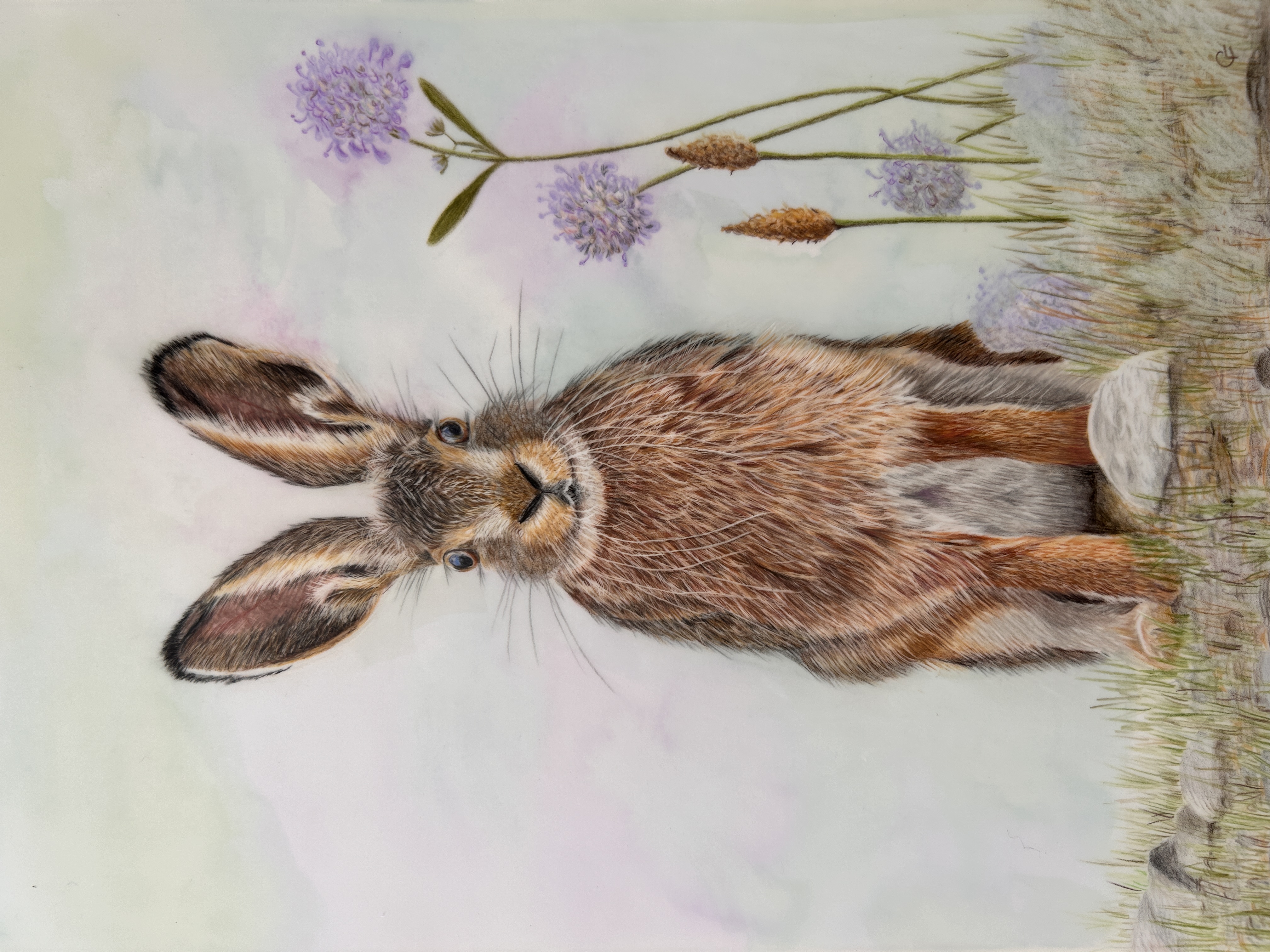 Summer Hare