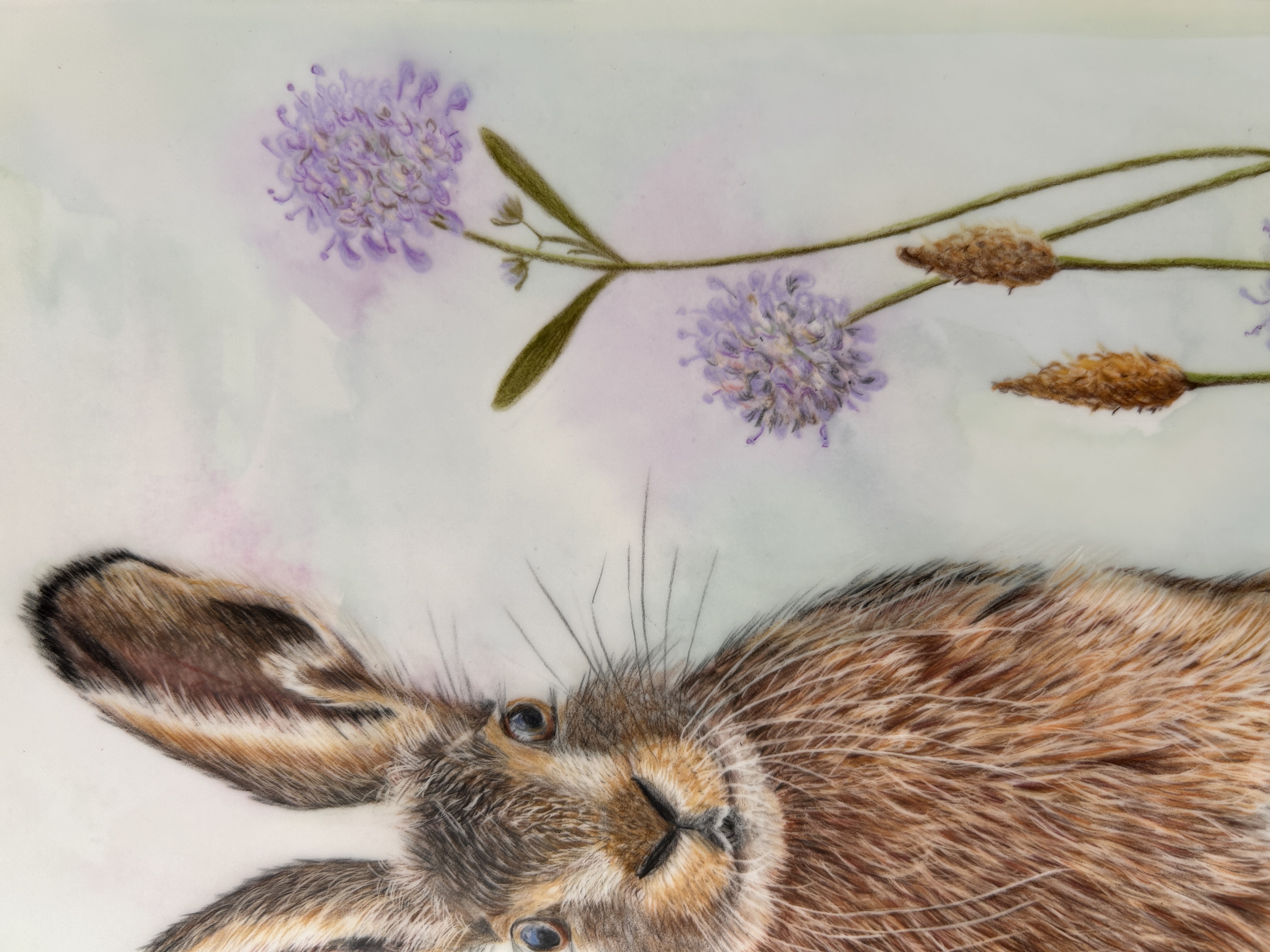 Summer Hare