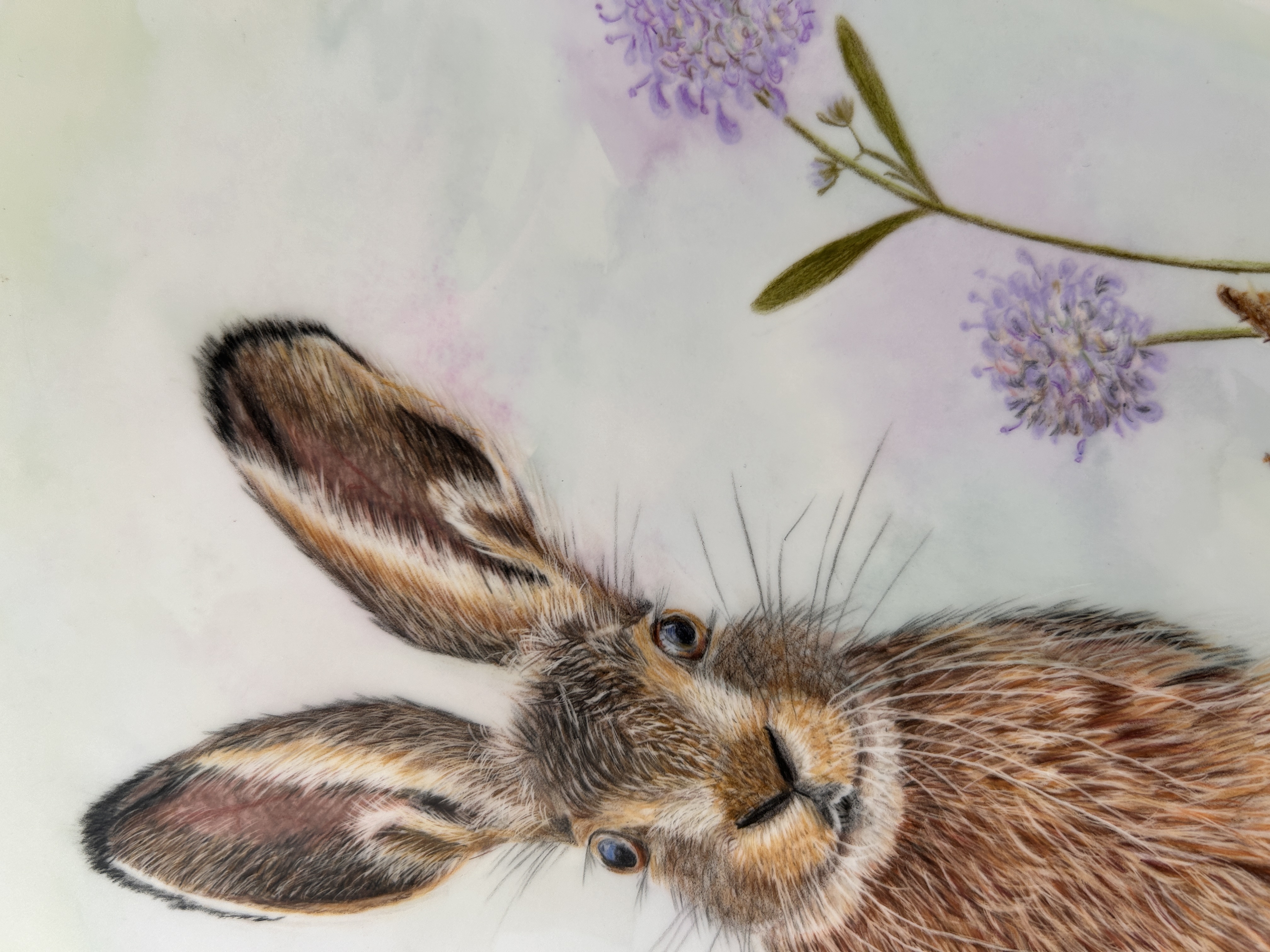 Summer Hare