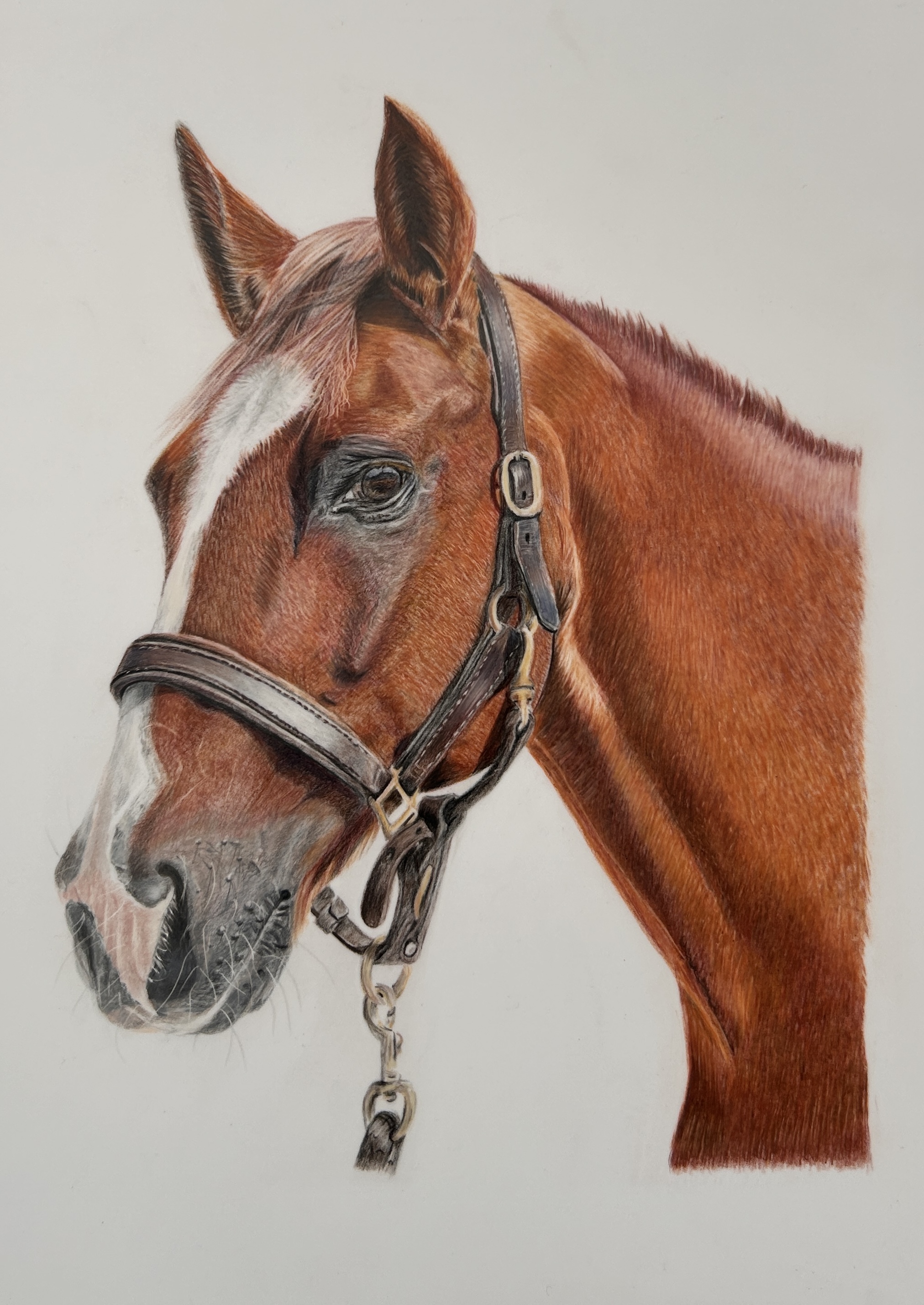 Chestnut Horse